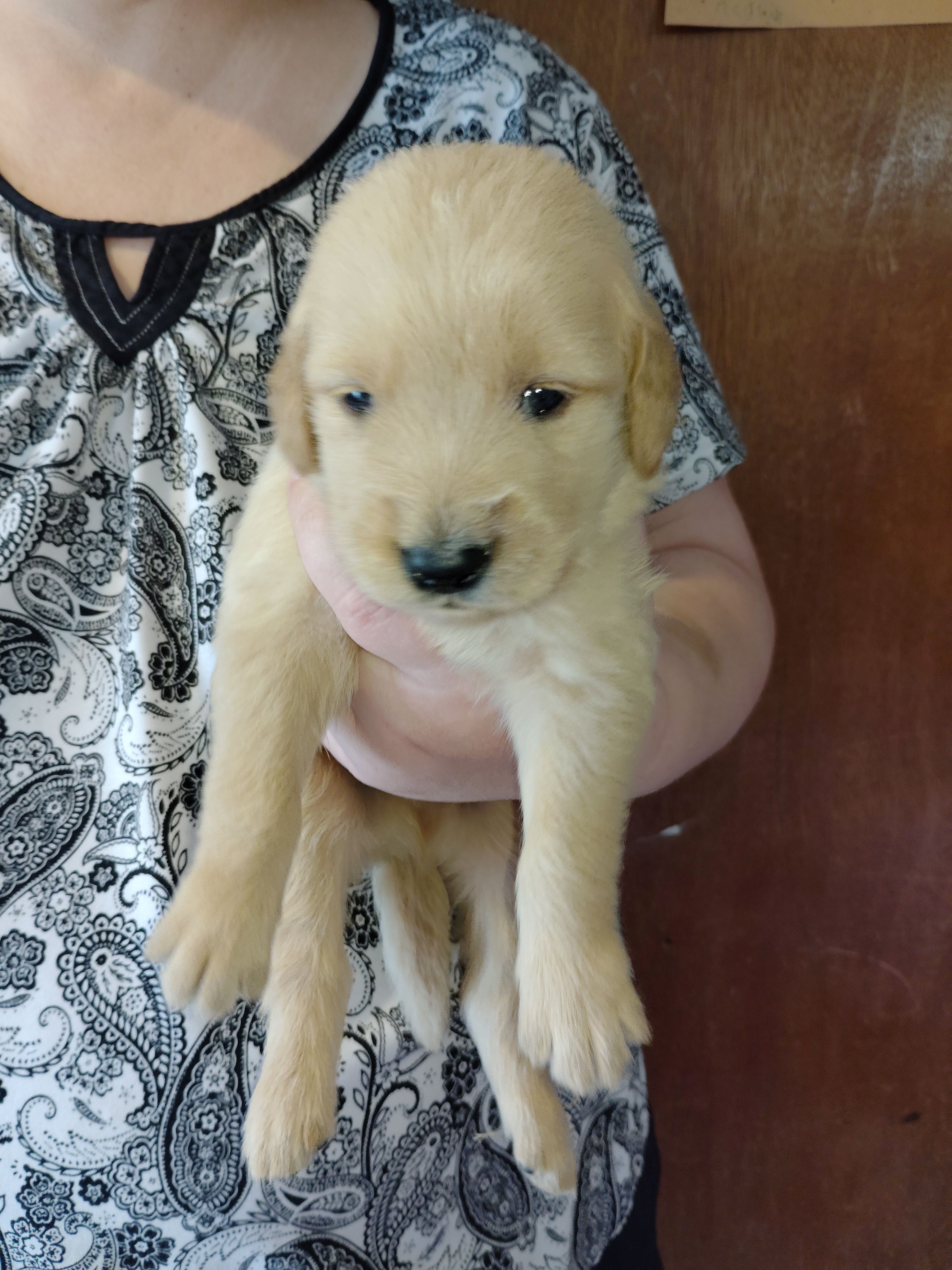 Bud – Golden Retriever puppy for sale in West Point, IA