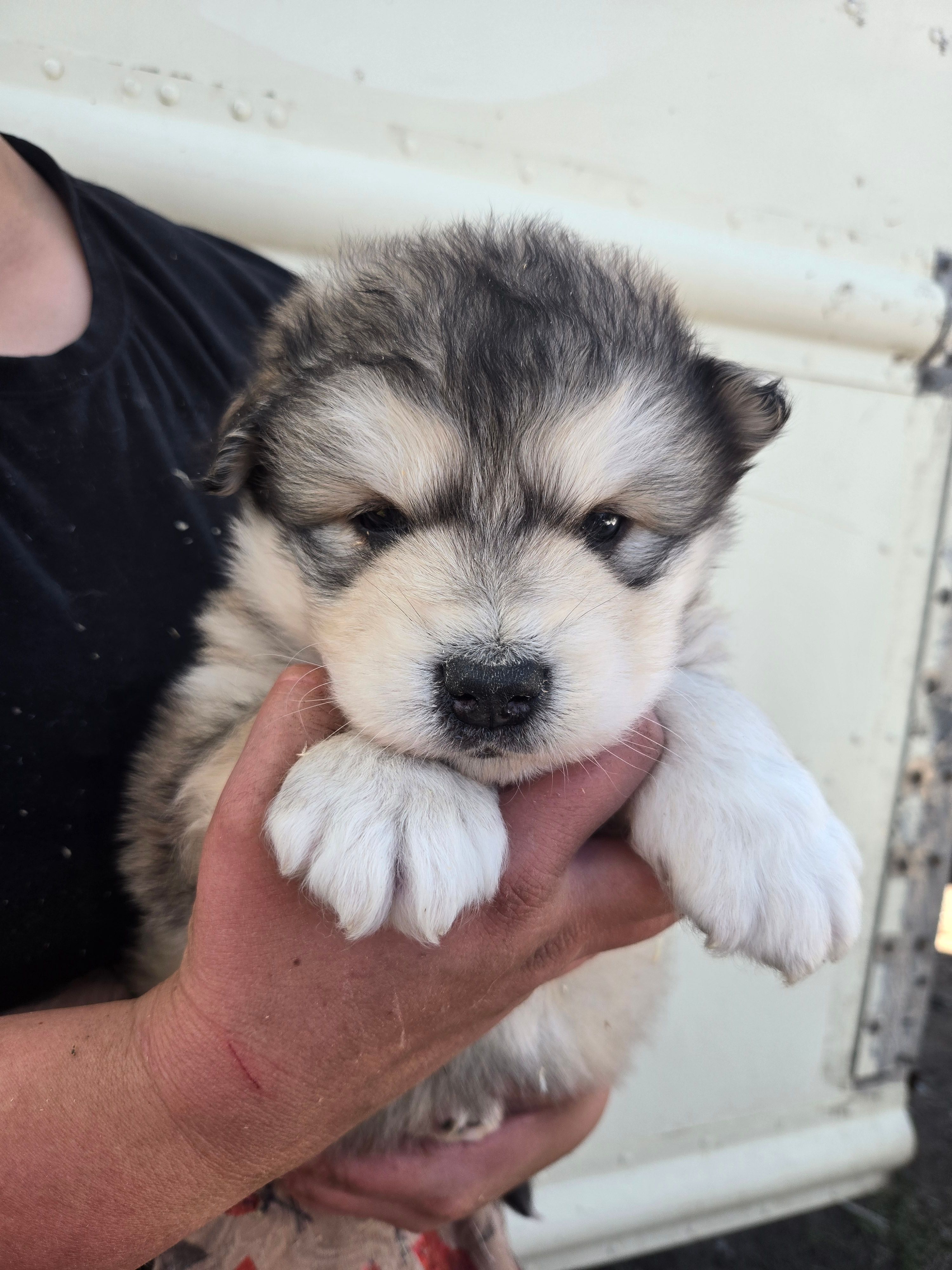 Porter  – Alaskan Malamute puppy for sale in Crivitz, WI