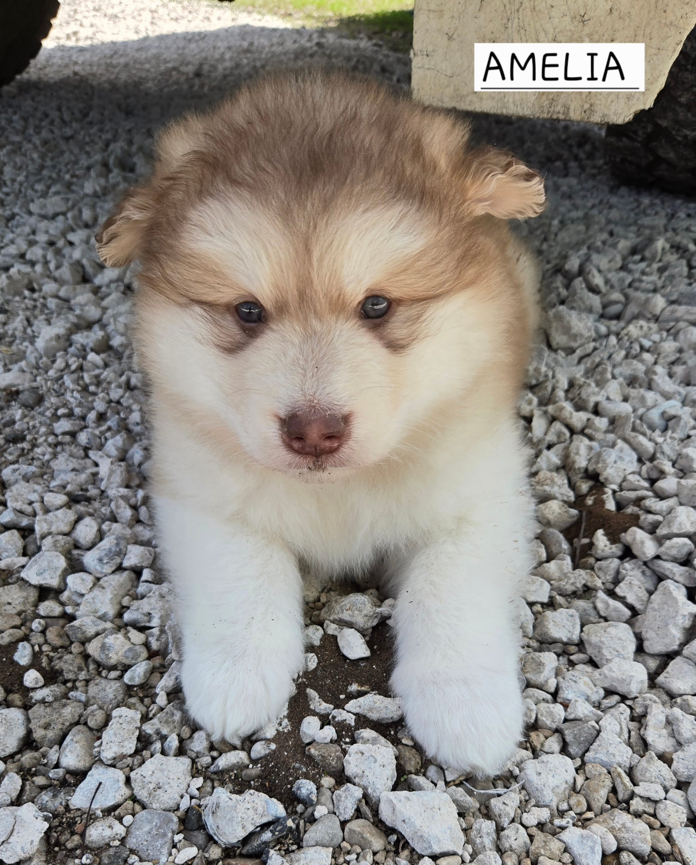 Amelia  – Alaskan Malamute puppy for sale in Crivitz, WI