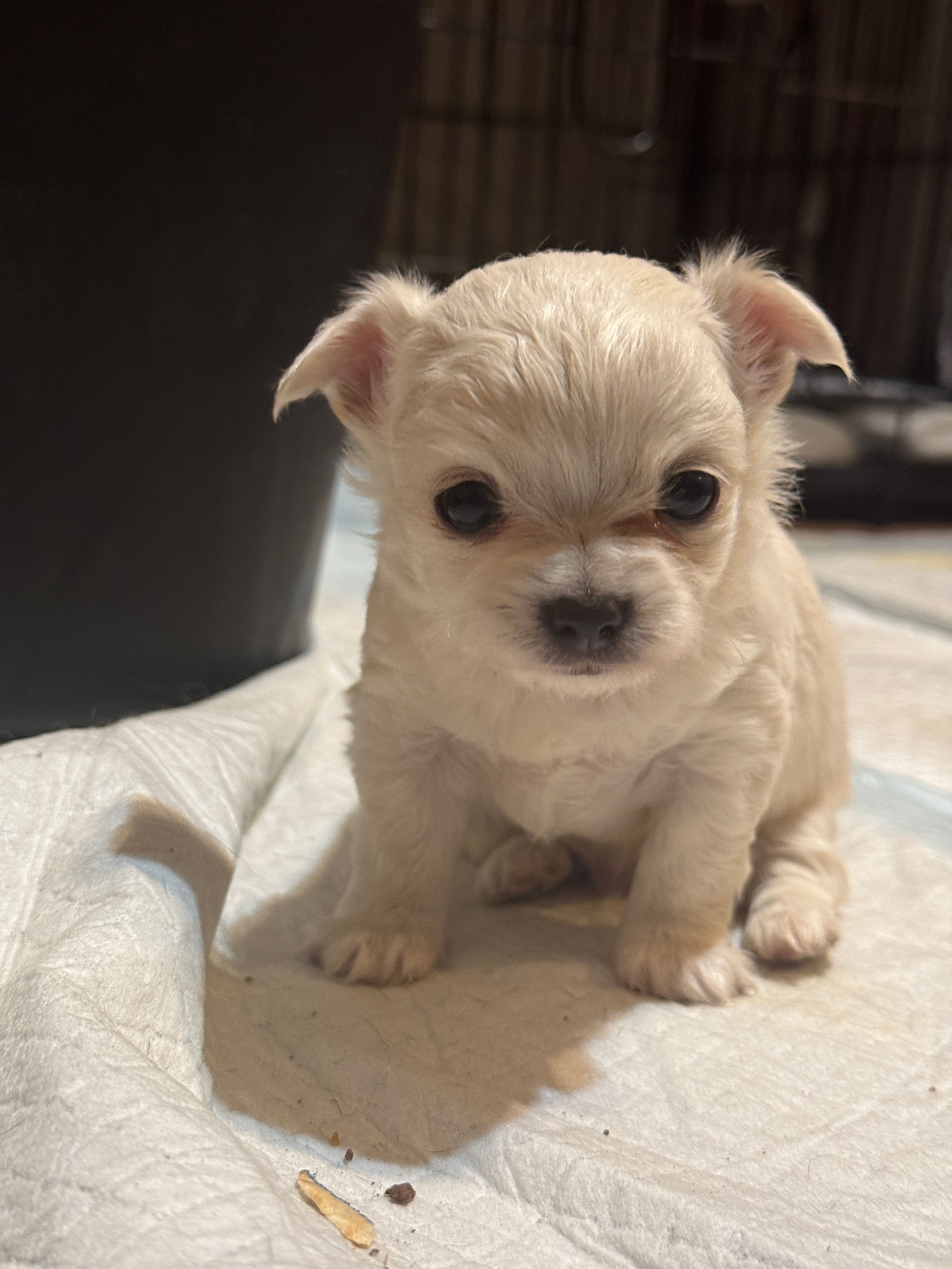 Teddybear  – Chihuahua puppy for sale in Maquoketa, IA