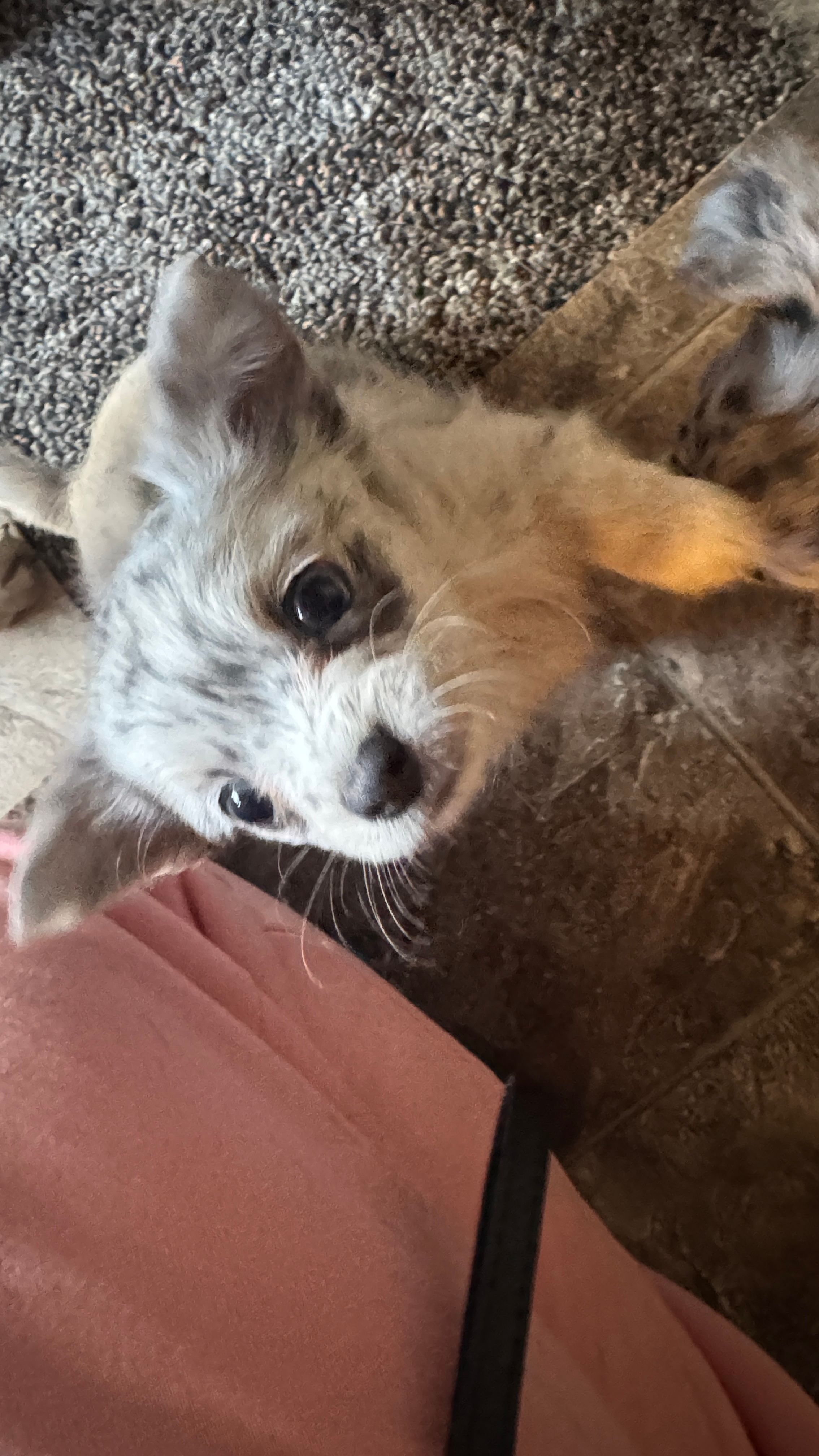 Little bit – Chihuahua puppy for sale in Maquoketa, IA