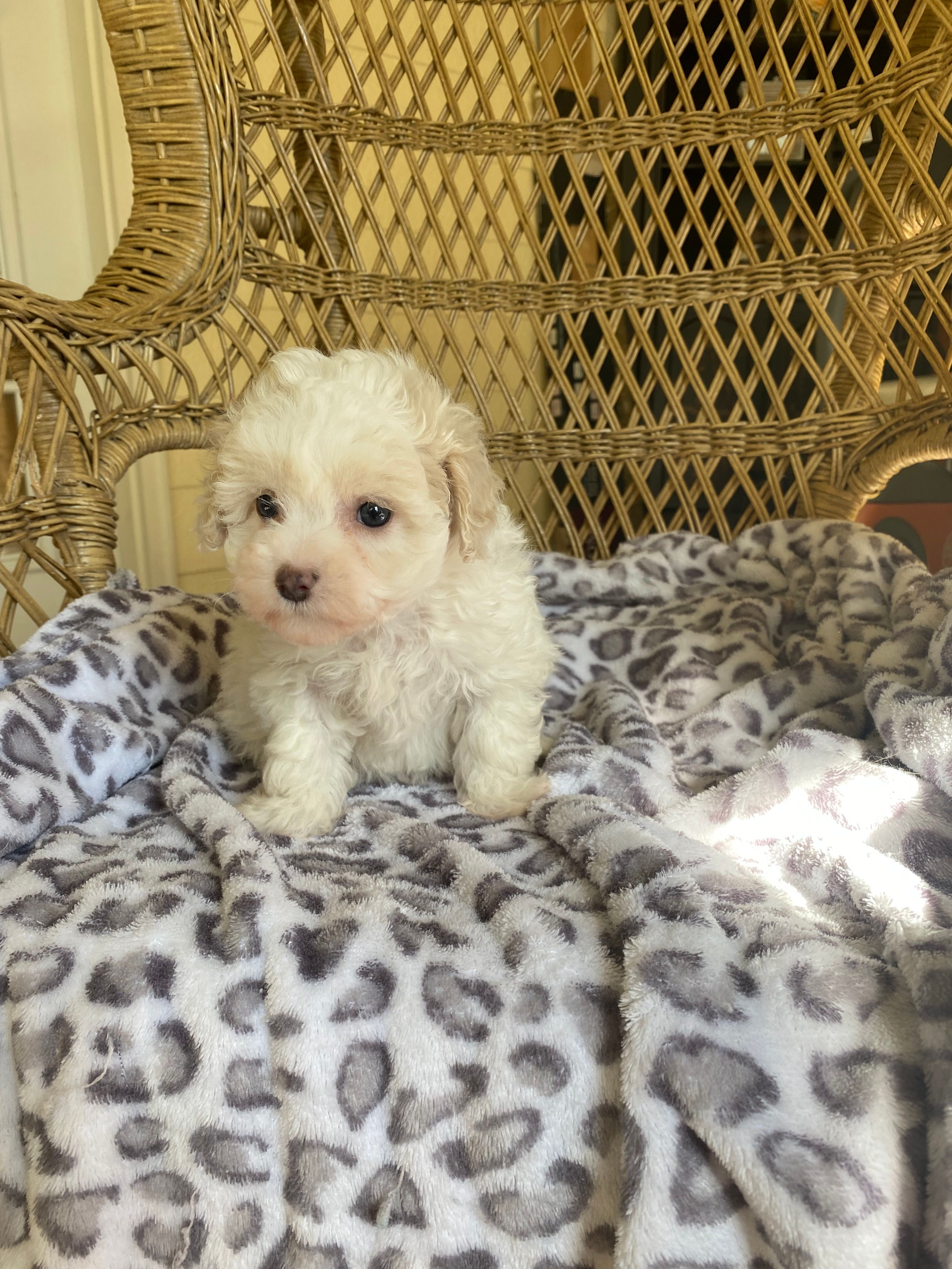 Toy Poodle  – Poodle - Toy  puppy for sale in Thomasville, GA