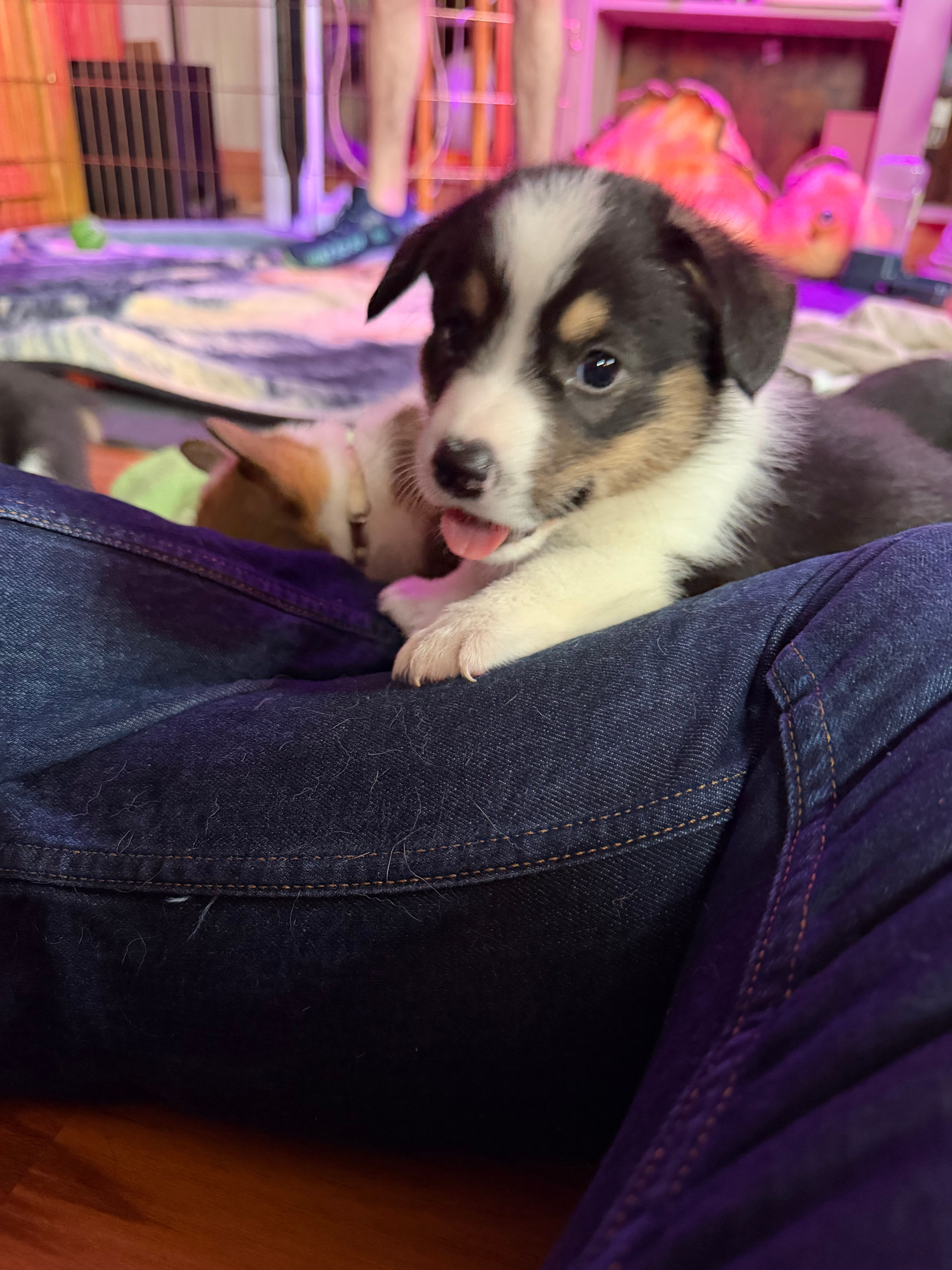 Boo – Pembroke Welsh Corgi puppy for sale in Wytheville, VA