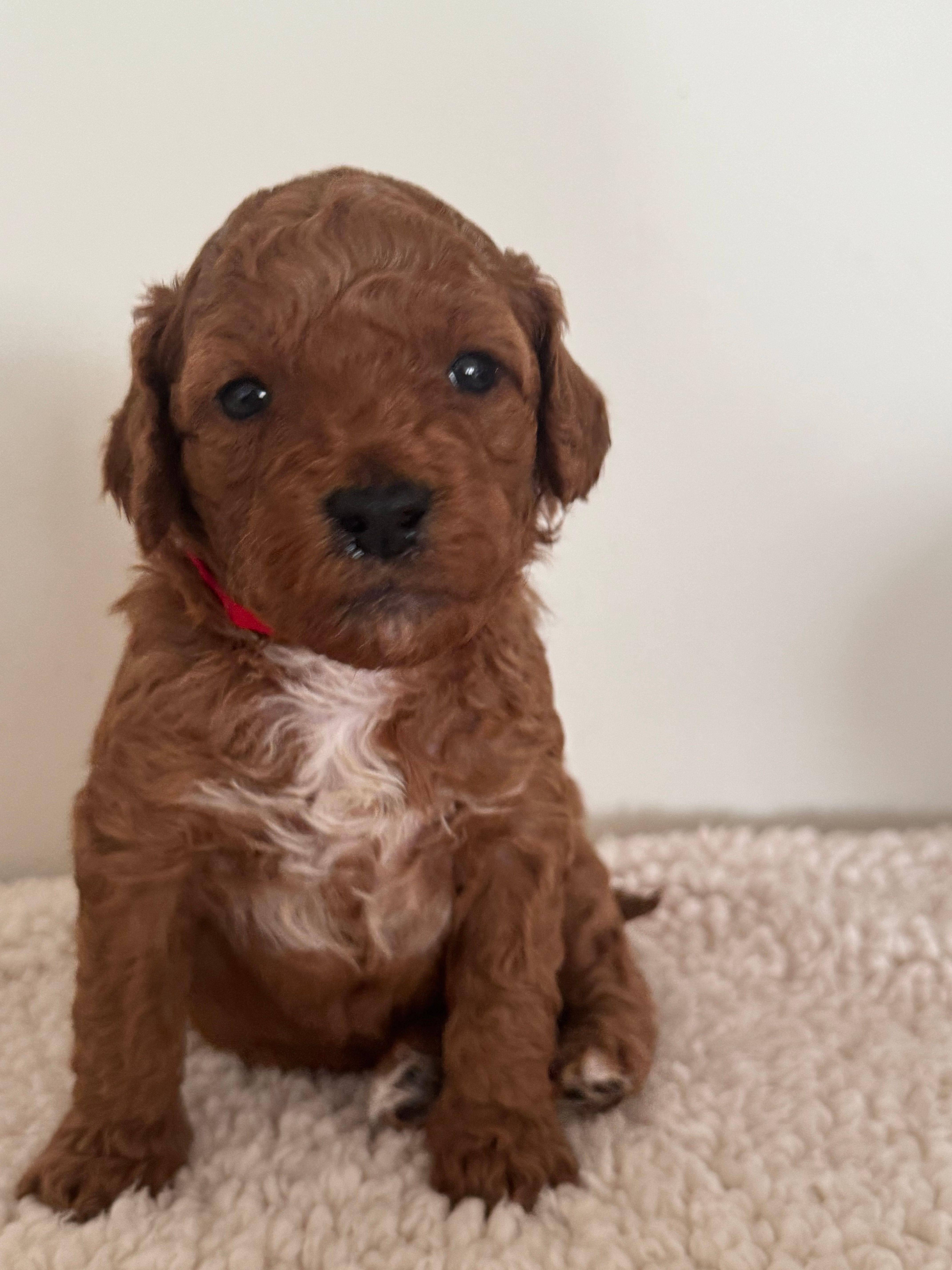 Bella – Miniature Goldendoodle puppy for sale in Bartlett, IL