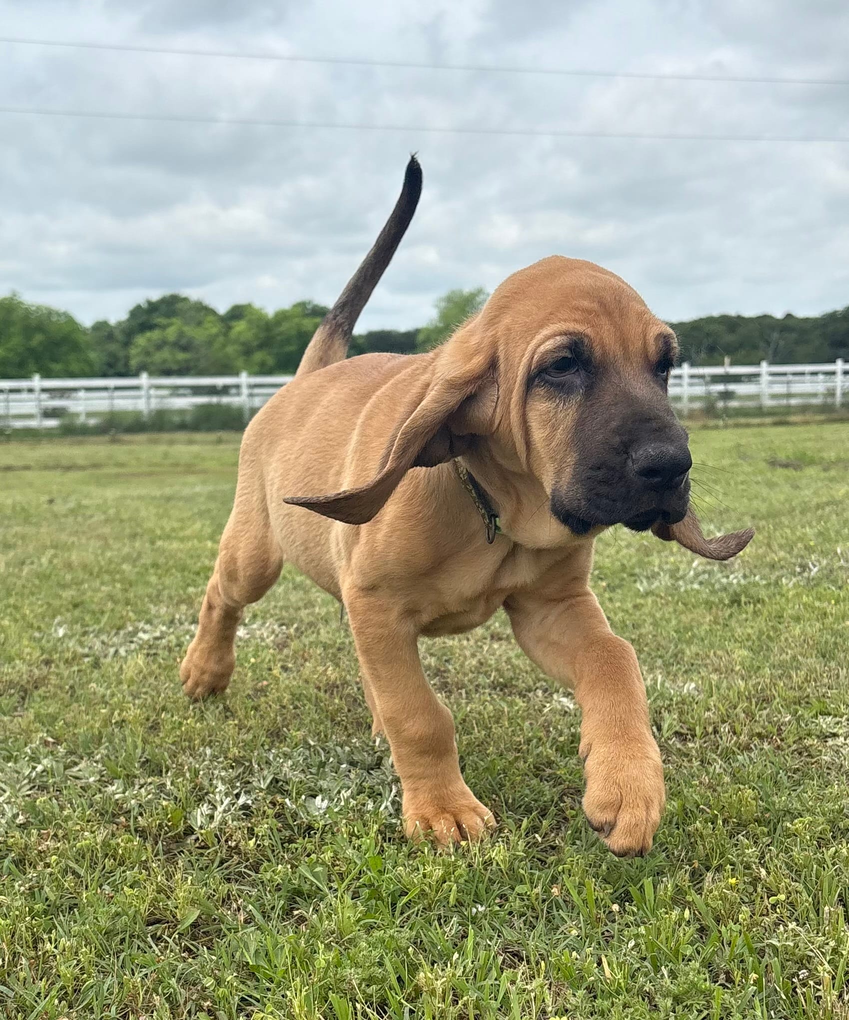 Copper – Bloodhound puppy for sale in Point, TX