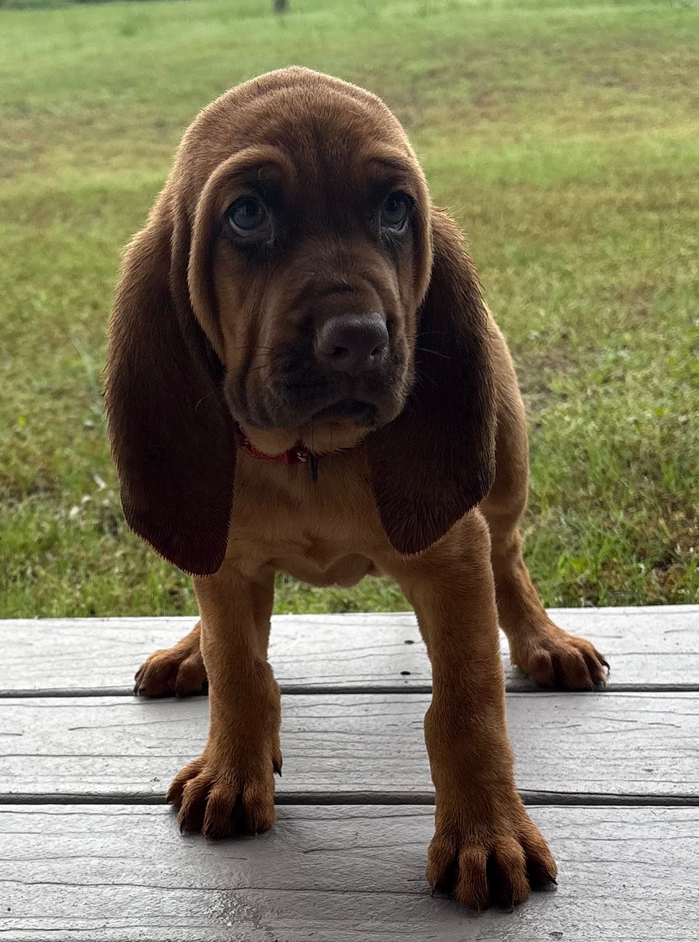 Strawberry – Bloodhound puppy for sale in Point, TX