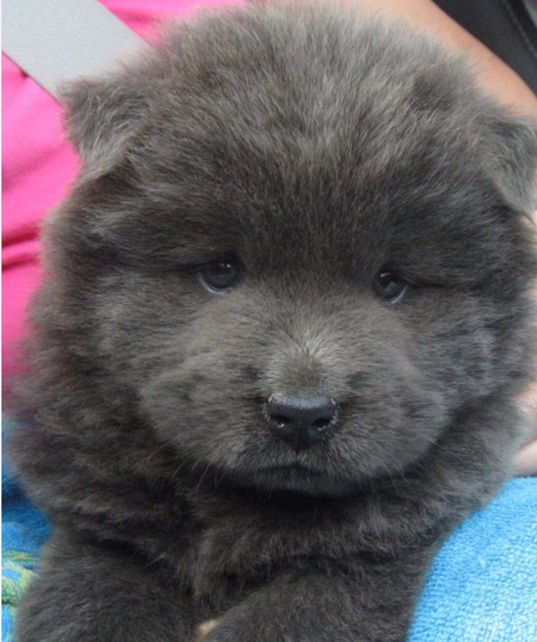 Hinata – Chow Chow puppy for sale in Clearwater, FL