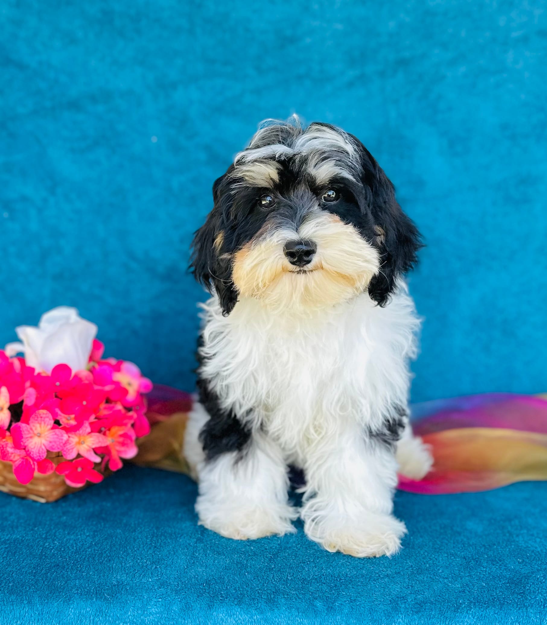 Aiko – Cavapoo, Poodle - Miniature  puppy for sale in Fordland, MO