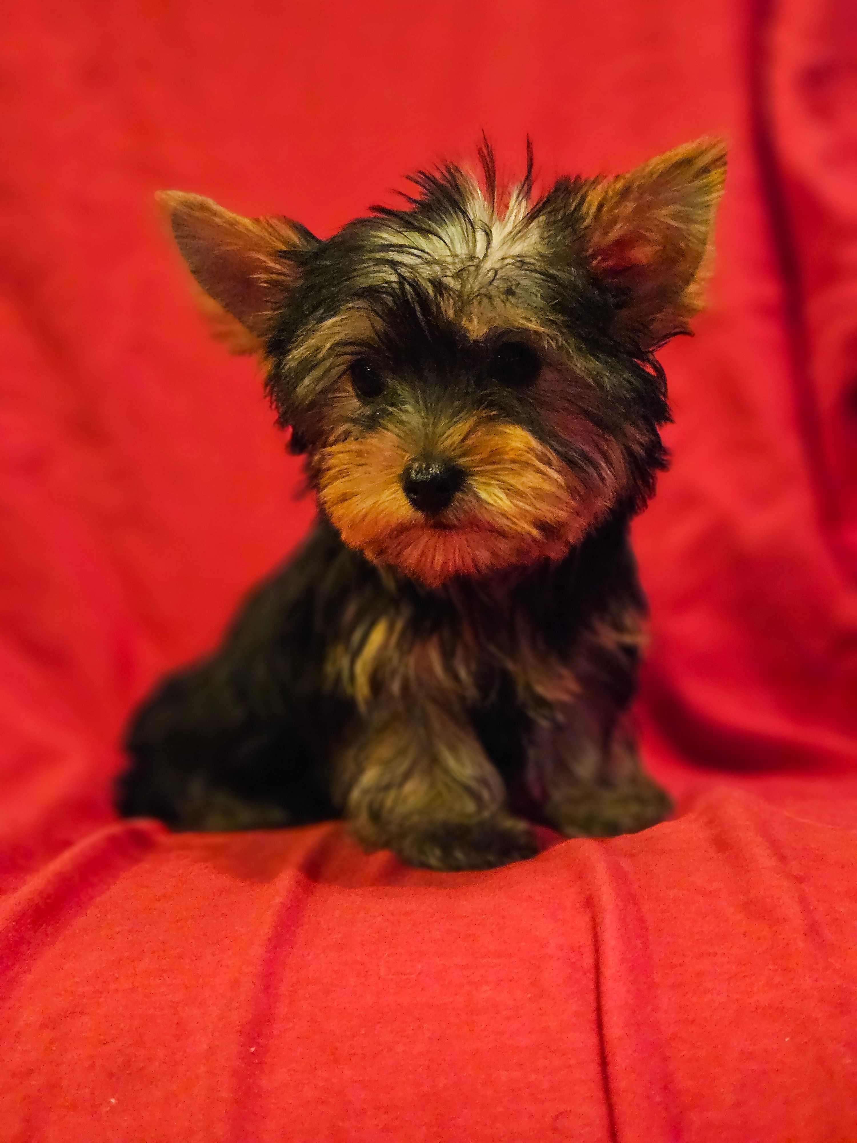 CKC Bella – Yorkshire Terrier puppy for sale in Port Saint Lucie, FL
