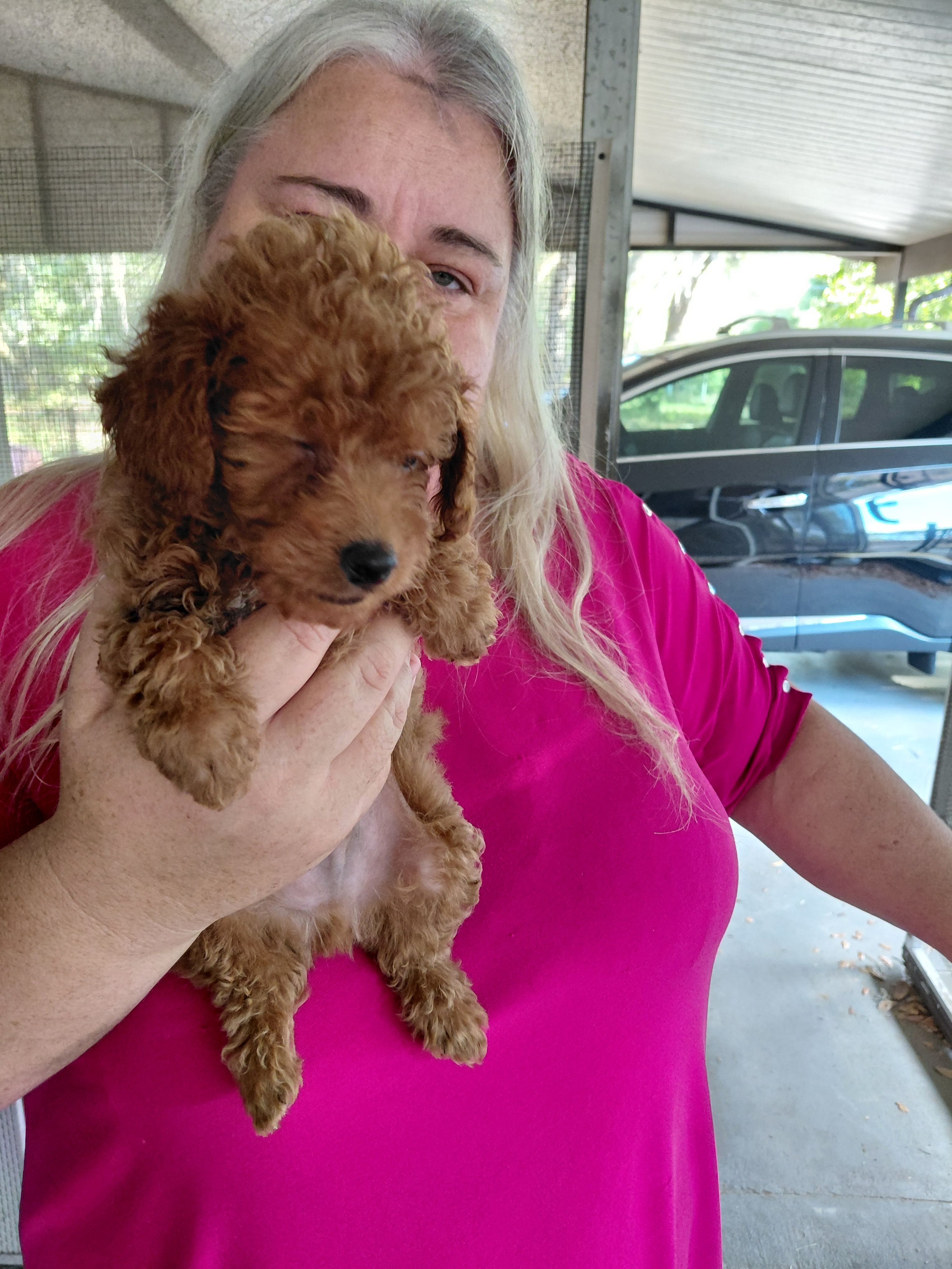 t-roy – Poodle - Miniature  puppy for sale in Spring Hill, FL