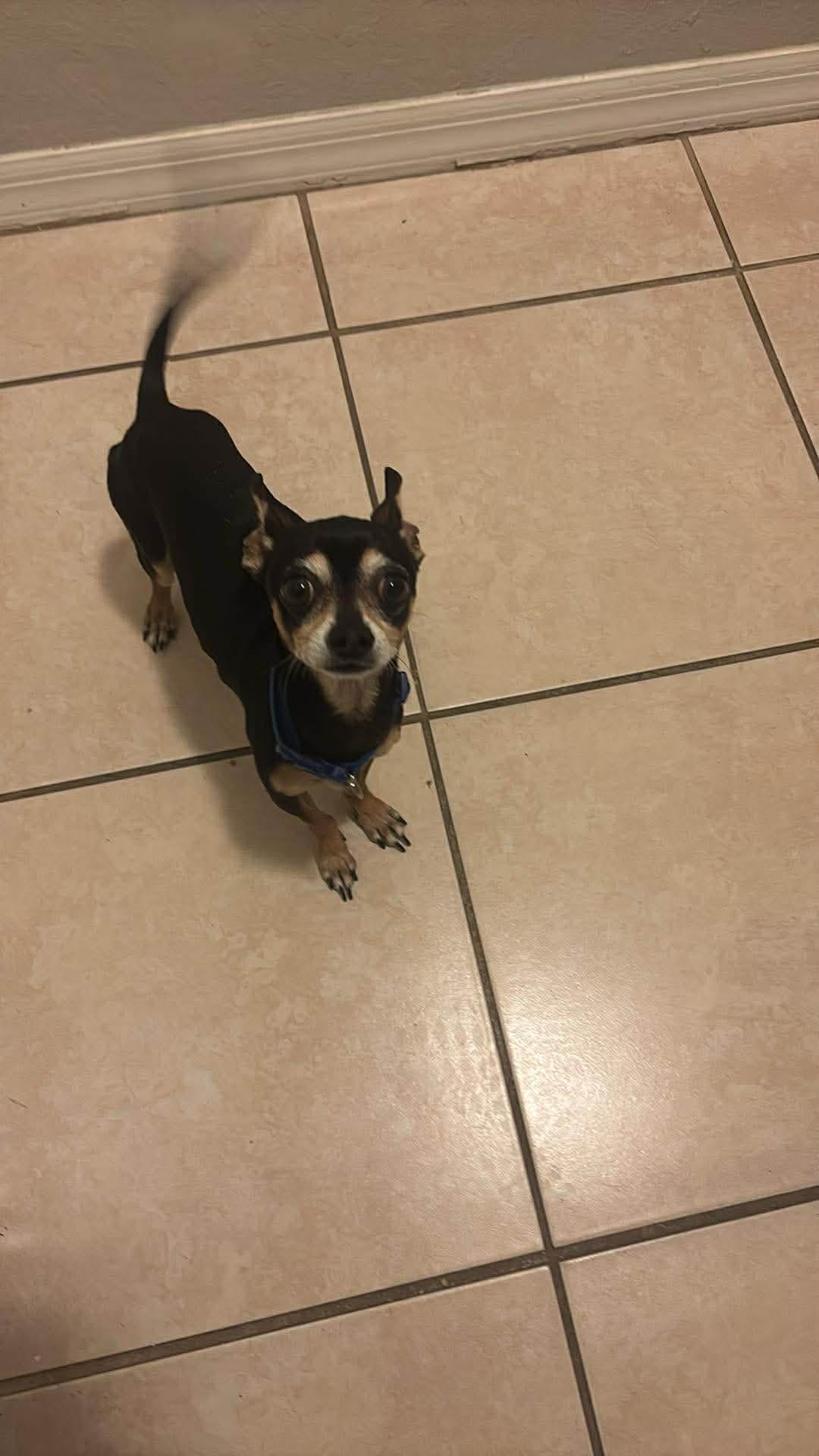 harold – Chihuahua puppy for sale in Spring Hill, FL