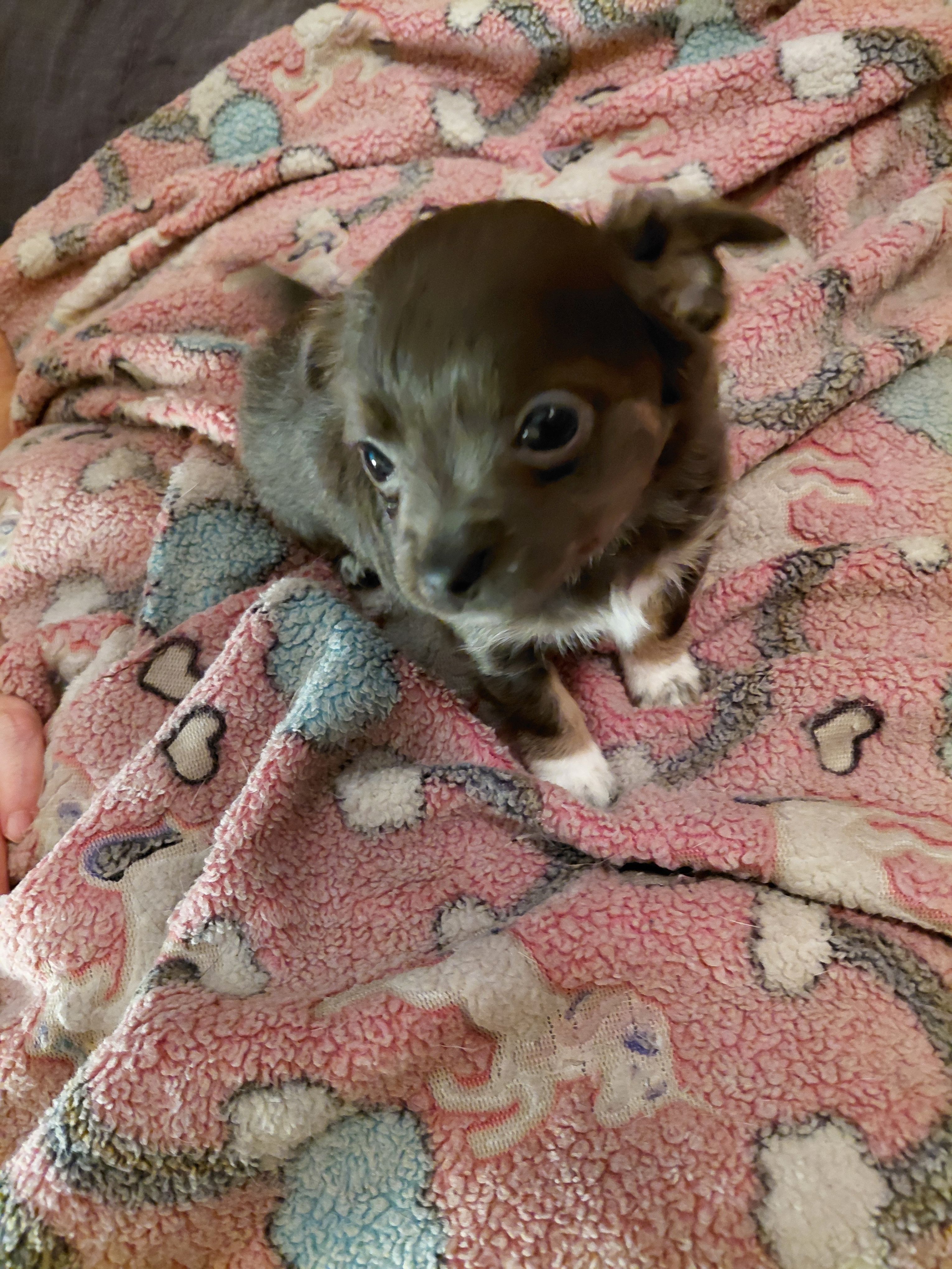 Lucy – Chihuahua puppy for sale in Spring Hill, FL