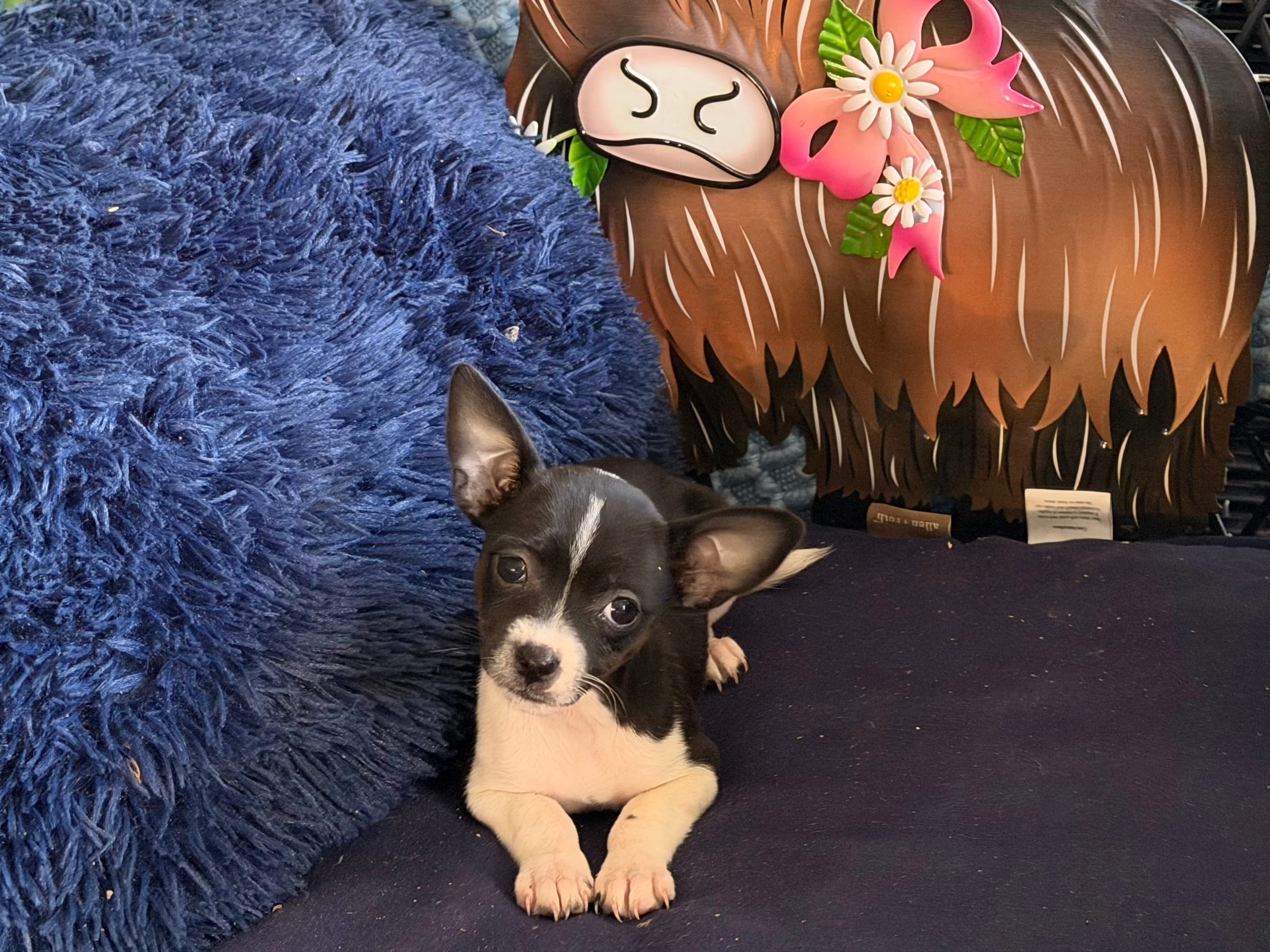 bo – Chihuahua puppy for sale in Spring Hill, FL