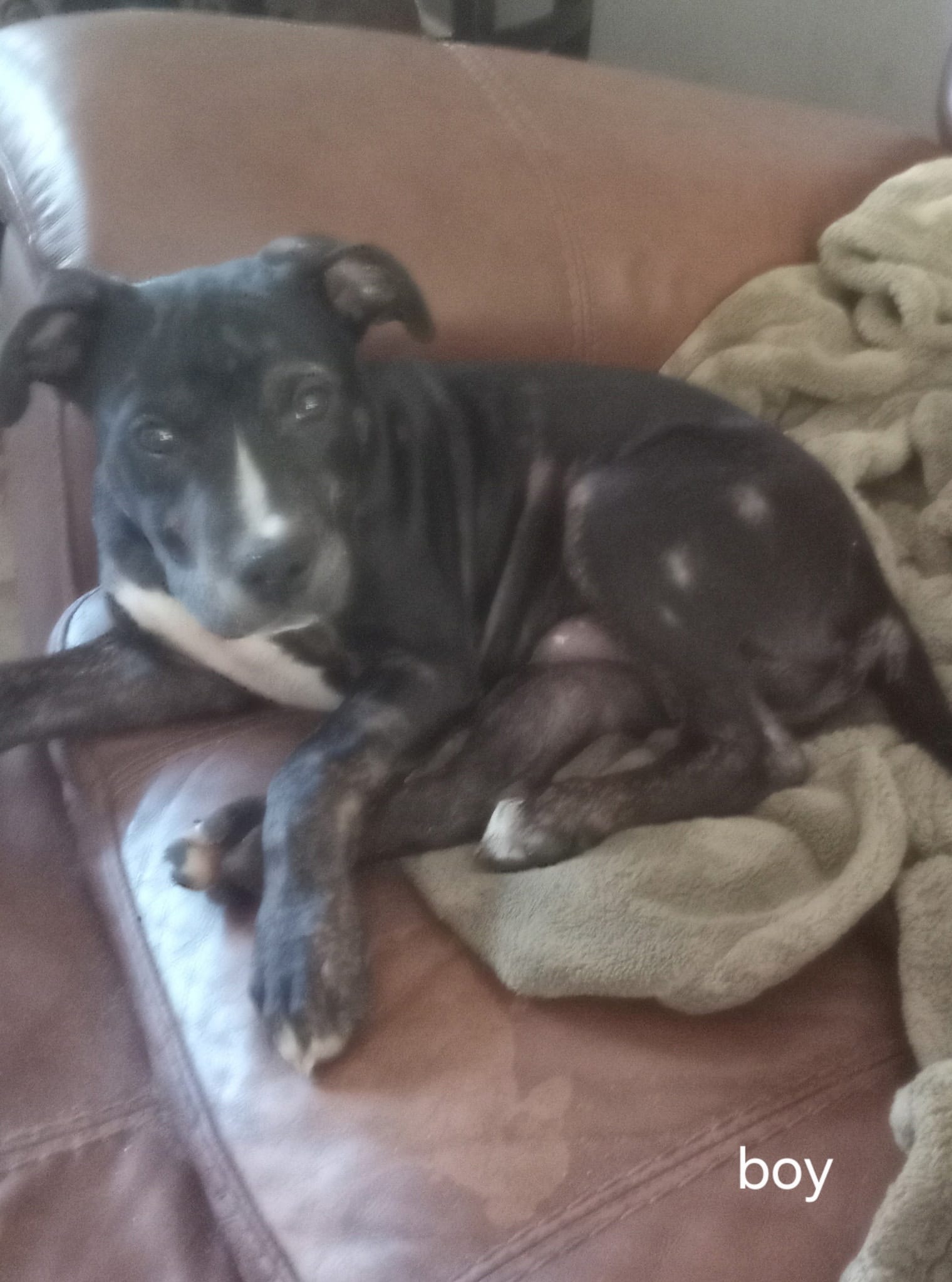 dino – American Staffordshire Terrier puppy for sale in Spring Hill, FL