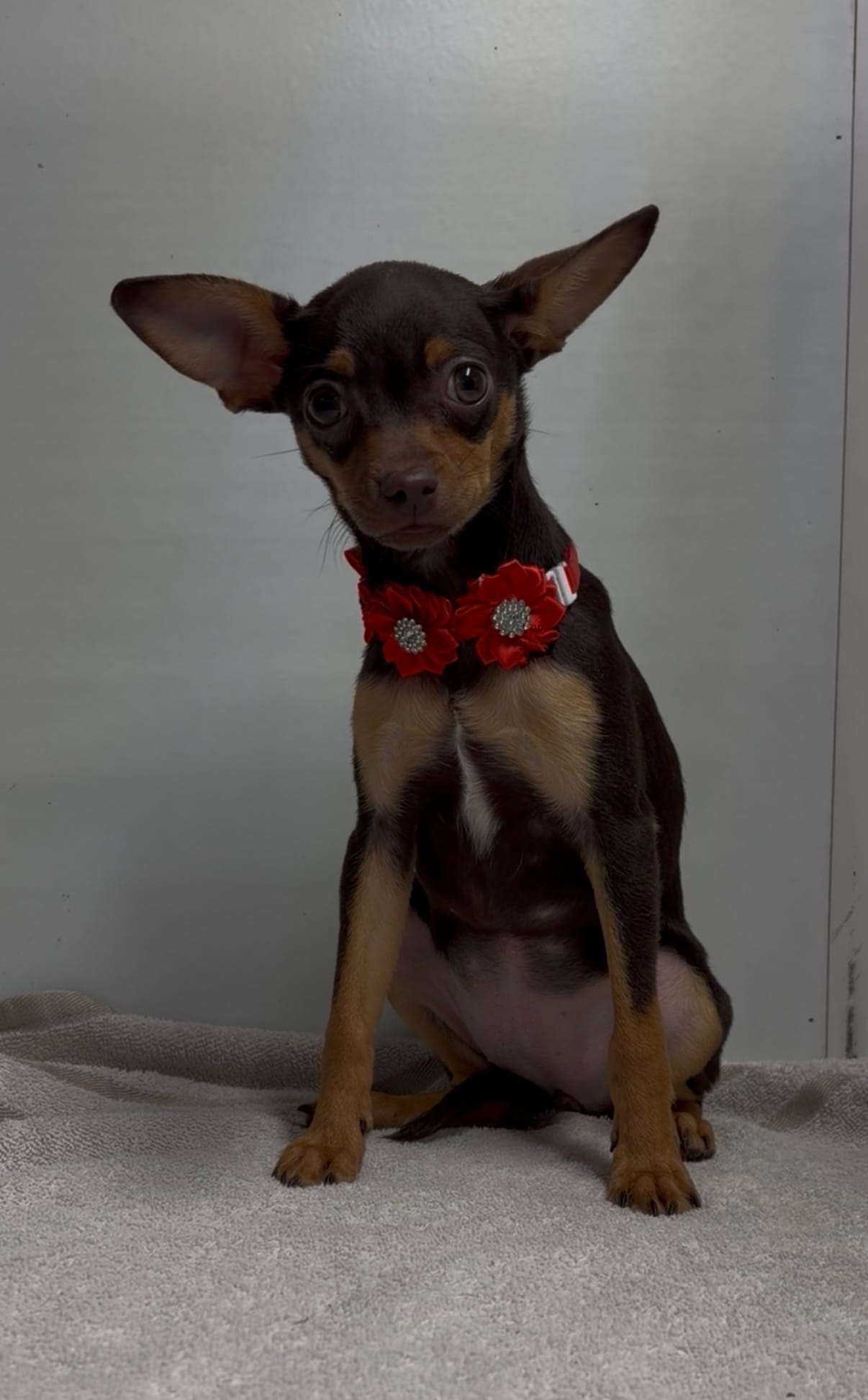 sallie – Chihuahua puppy for sale in Spring Hill, FL