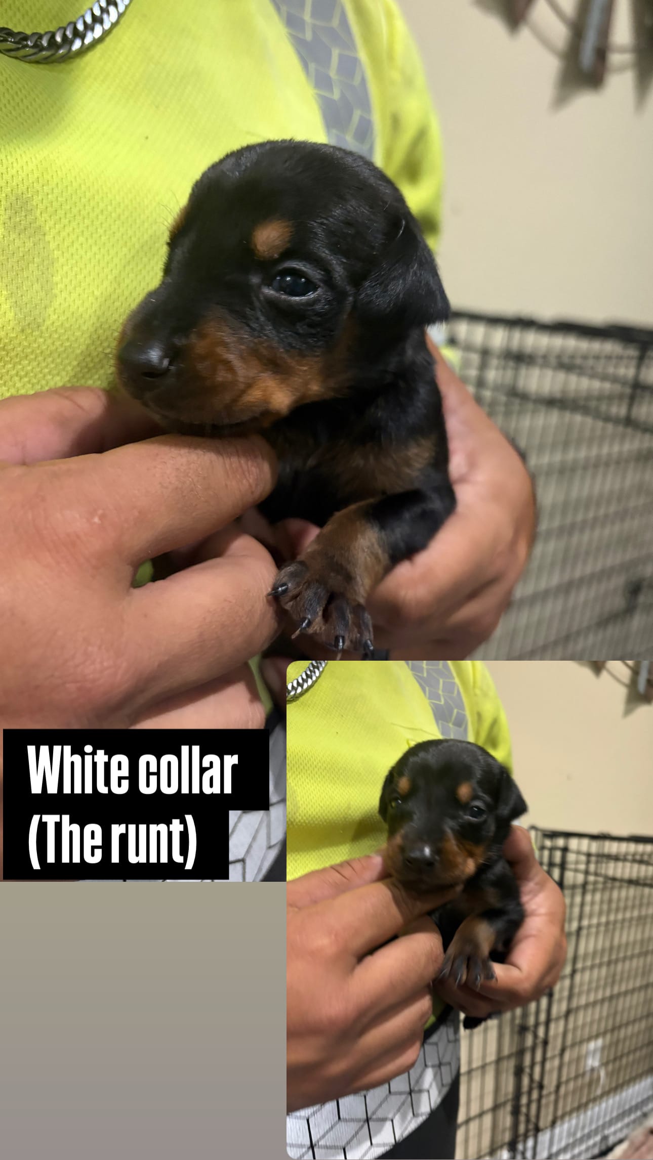 Doberman female  – Doberman Pinscher puppy for sale in Lehigh Acres, FL
