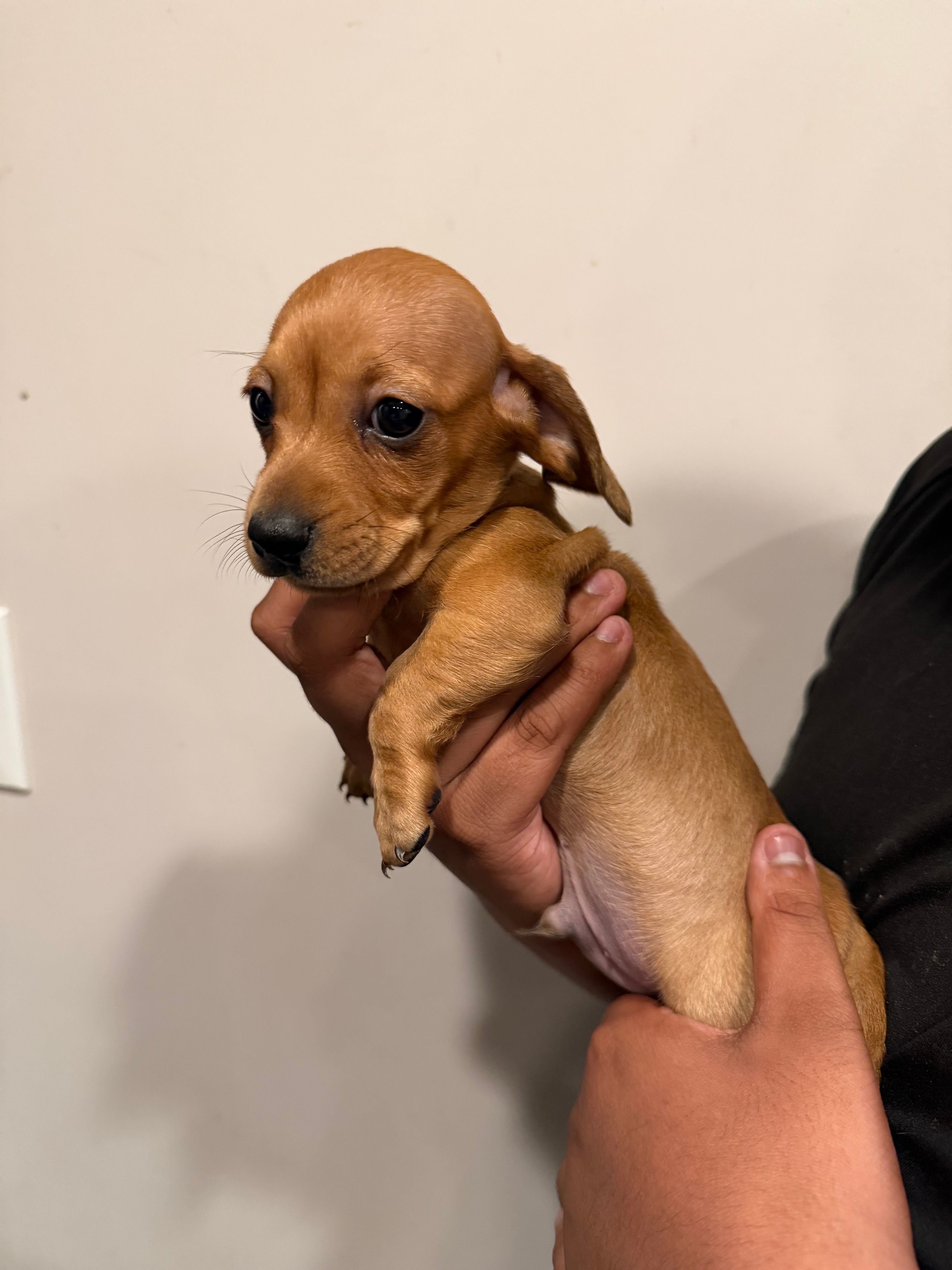 B – Miniature Dachshund puppy for sale in Morrisville, NC