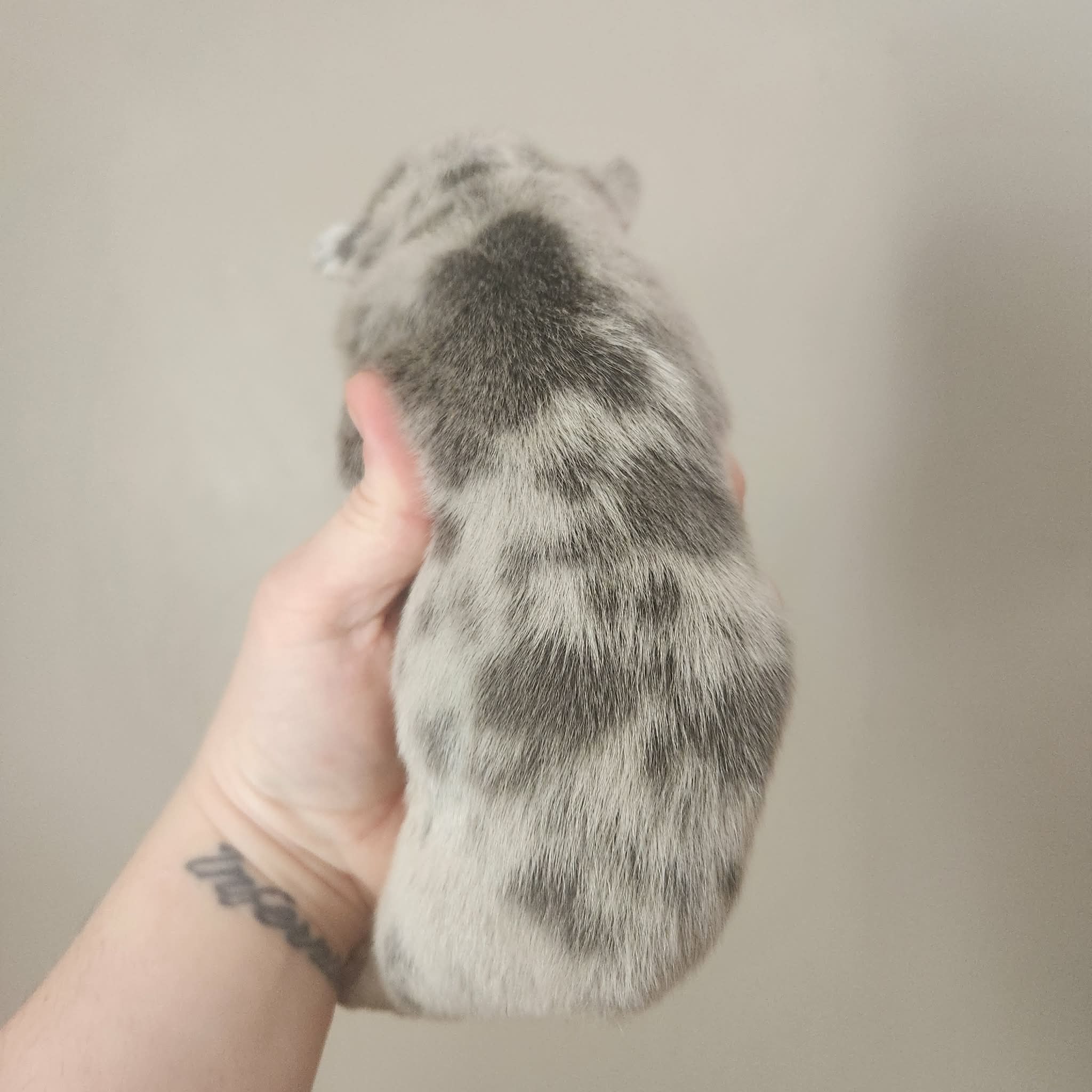 Merle Boy, a male French Bulldog for sale in Saxon, WI – Photo 2 of 6