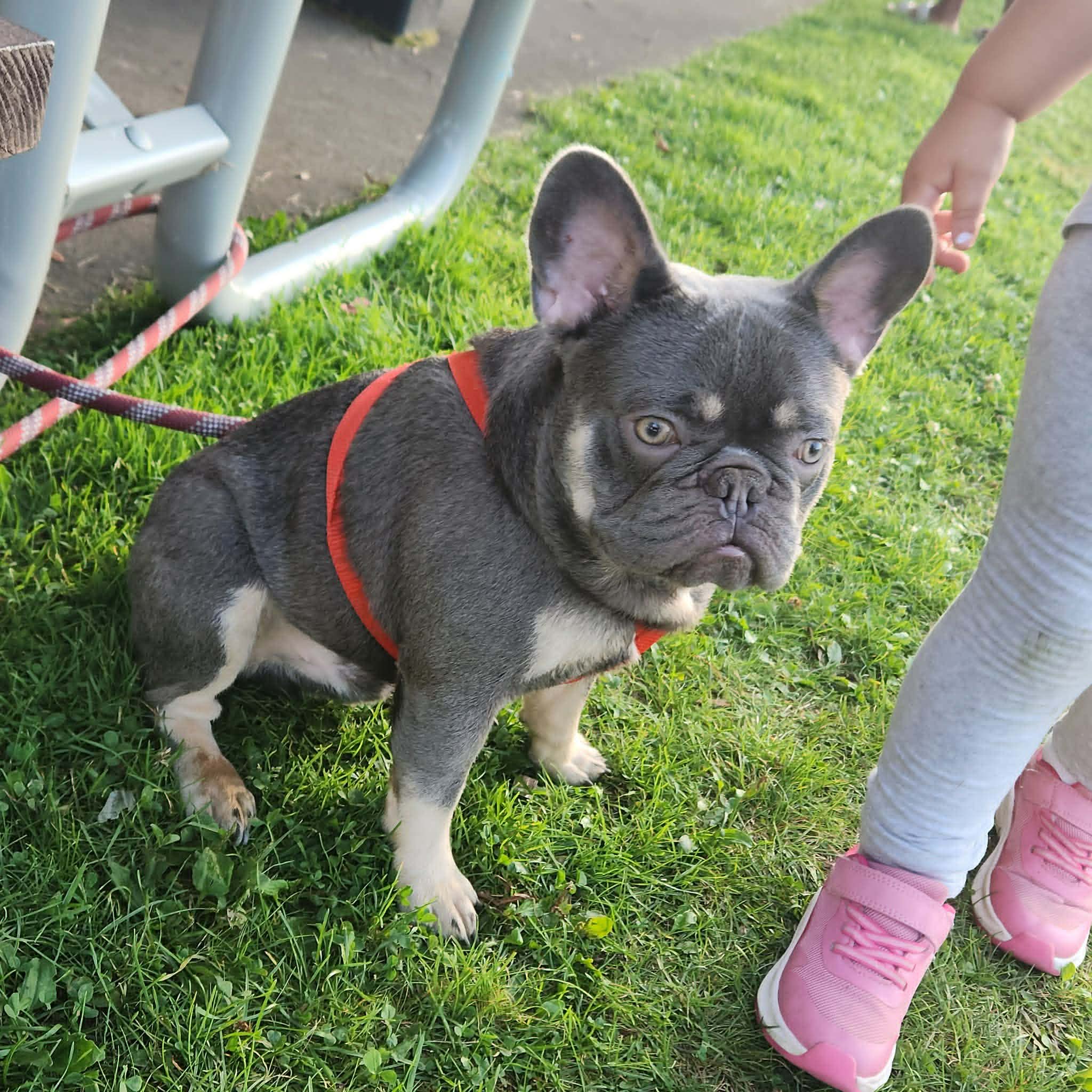 Boy ,2, a male French Bulldog for sale in Saxon, WI – Photo 4 of 4
