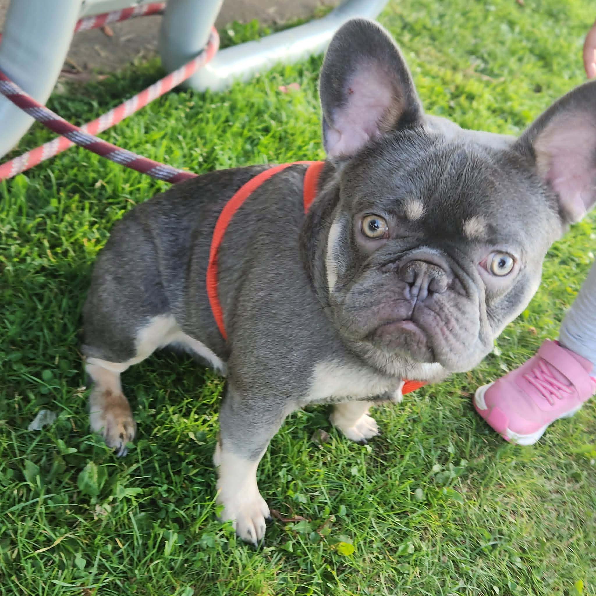 Merle Boy, a male French Bulldog for sale in Saxon, WI – Photo 6 of 6