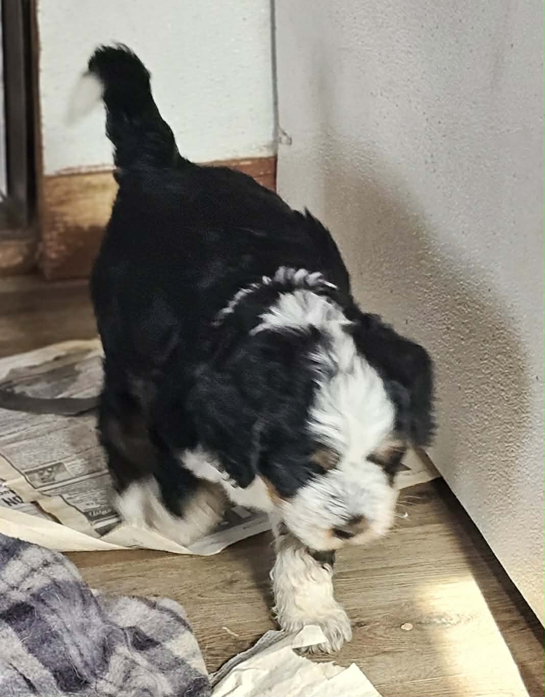 Boy #5 – Bernese Mountain Dog puppy for sale in Saxon, WI