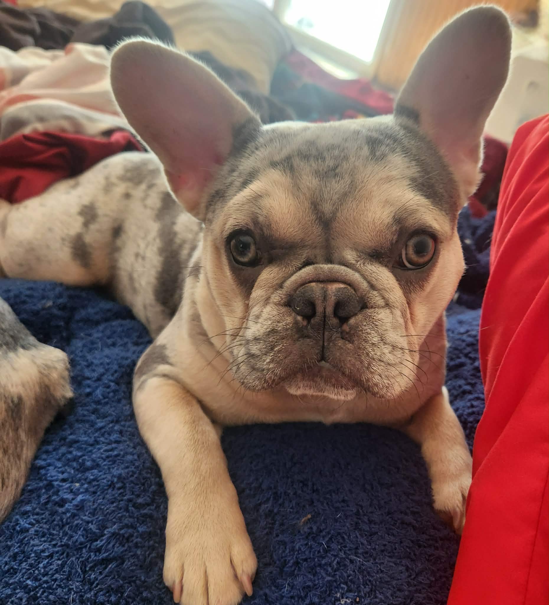 Merle Boy, a male French Bulldog for sale in Saxon, WI – Photo 5 of 6