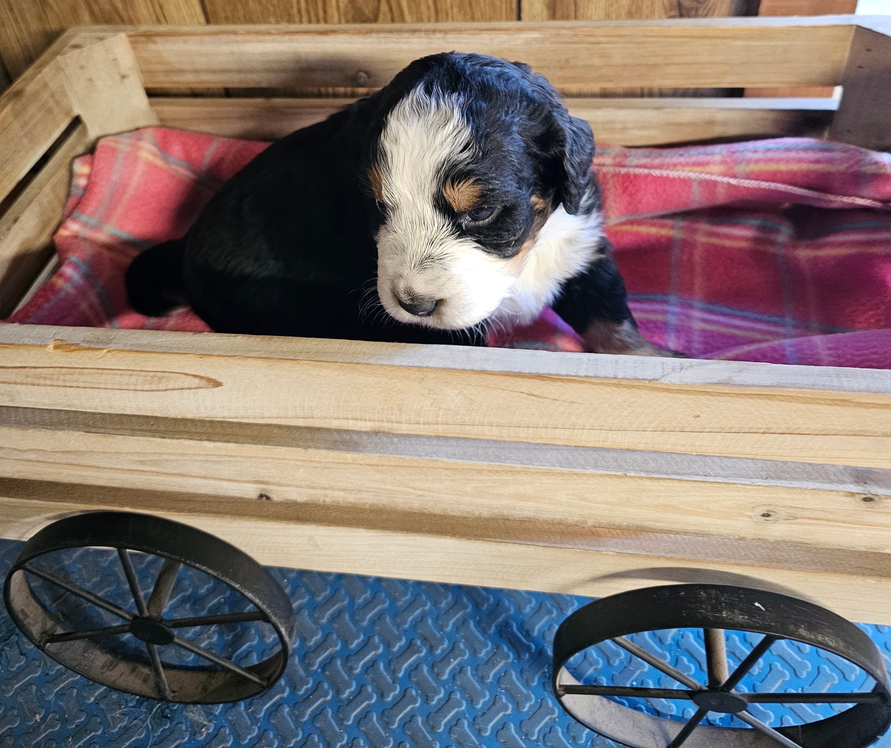 Girl  – Bernese Mountain Dog puppy for sale in Saxon, WI
