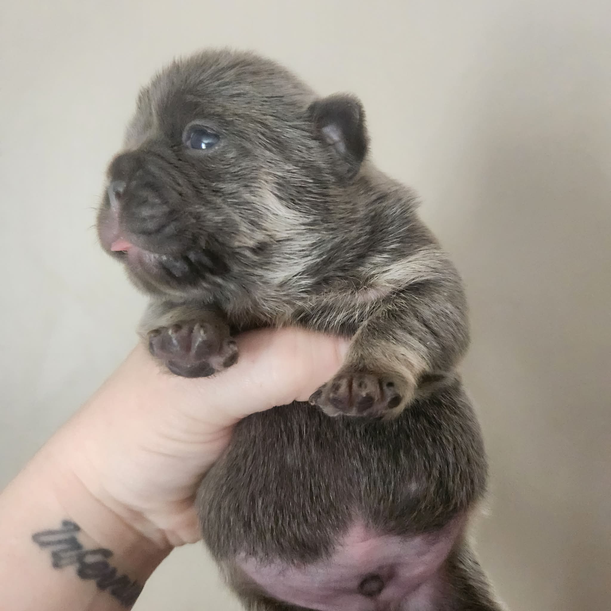 Boy ,2, a male French Bulldog for sale in Saxon, WI – Photo 2 of 4