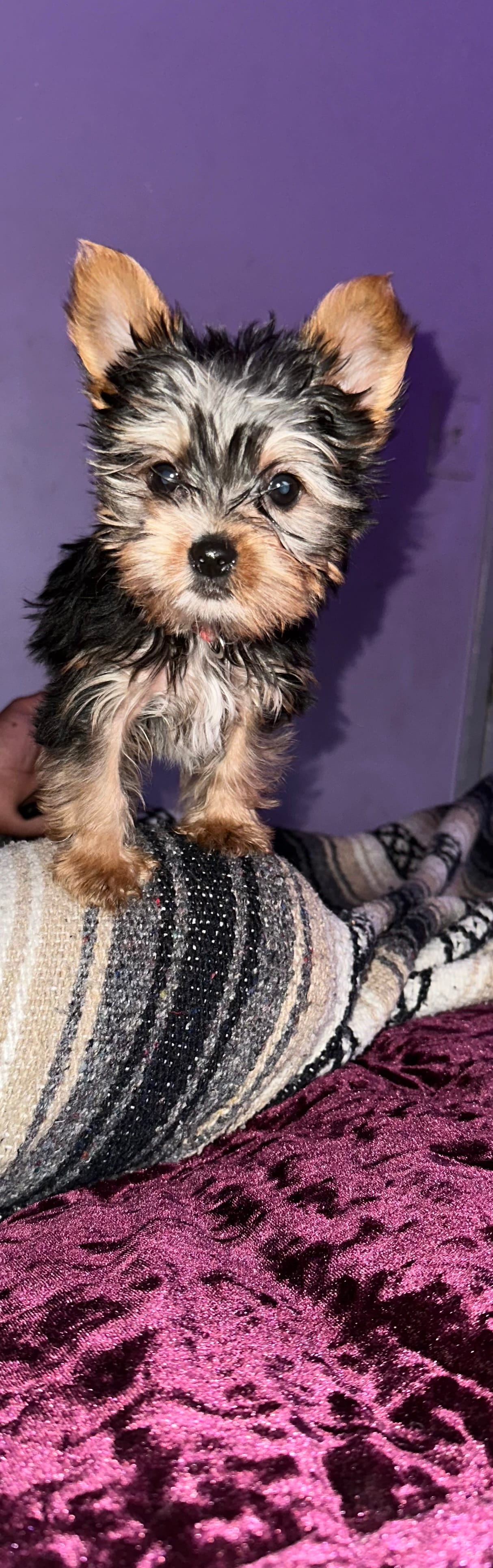 Baby boy blue  – Yorkshire Terrier puppy for sale in Hyattsville, MD