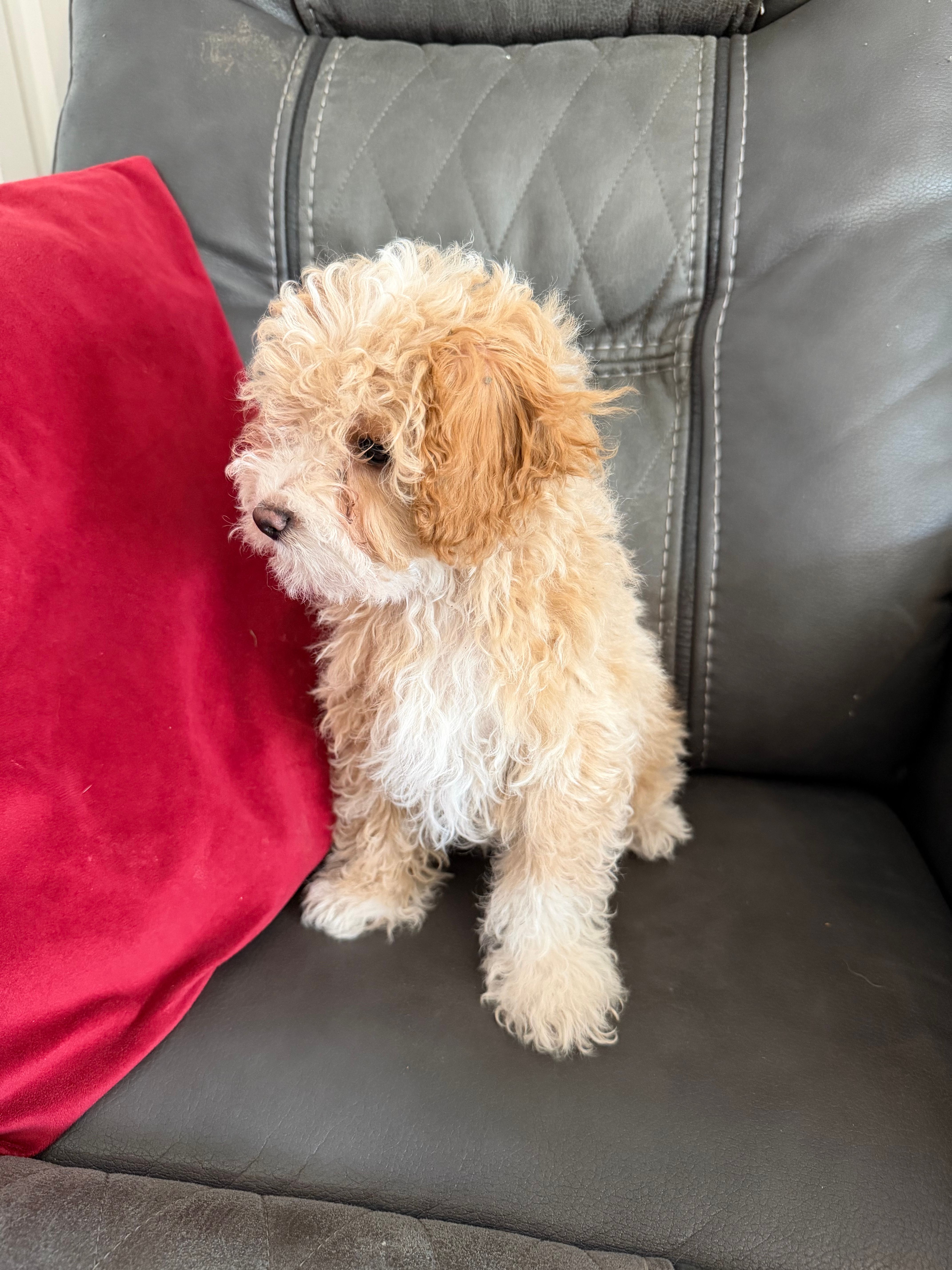 Little boy – Poodle - Toy  puppy for sale in Moody, TX