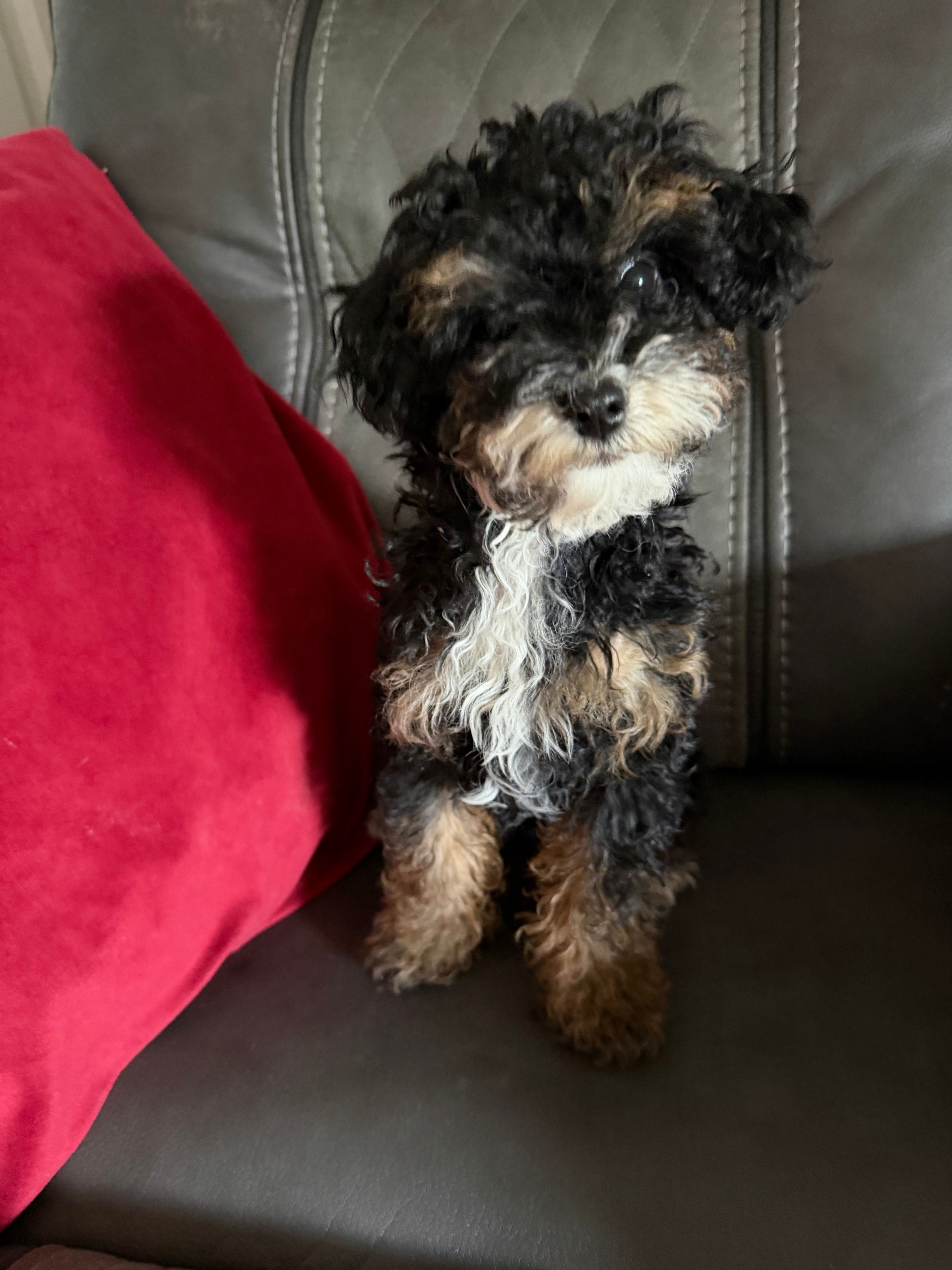 Phantom girl – Poodle - Toy  puppy for sale in Moody, TX