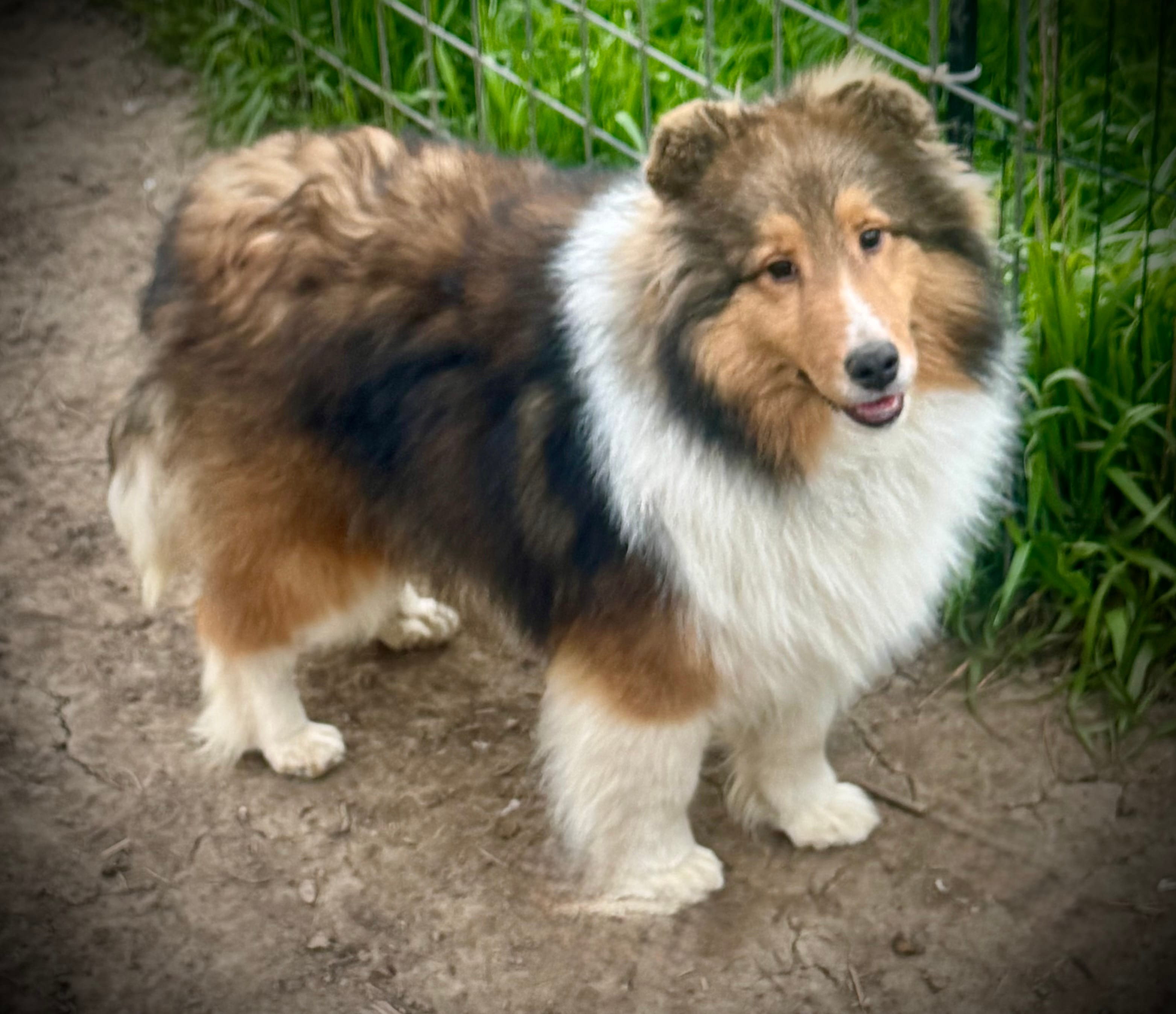 Wiki – Shetland Sheepdog puppy for sale in Wilmington, IL