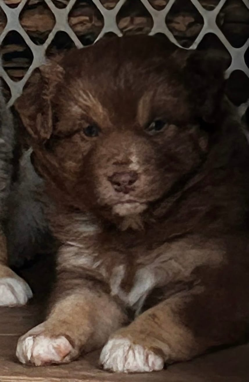 1 – Australian Shepherd puppy for sale in Georgia, GA