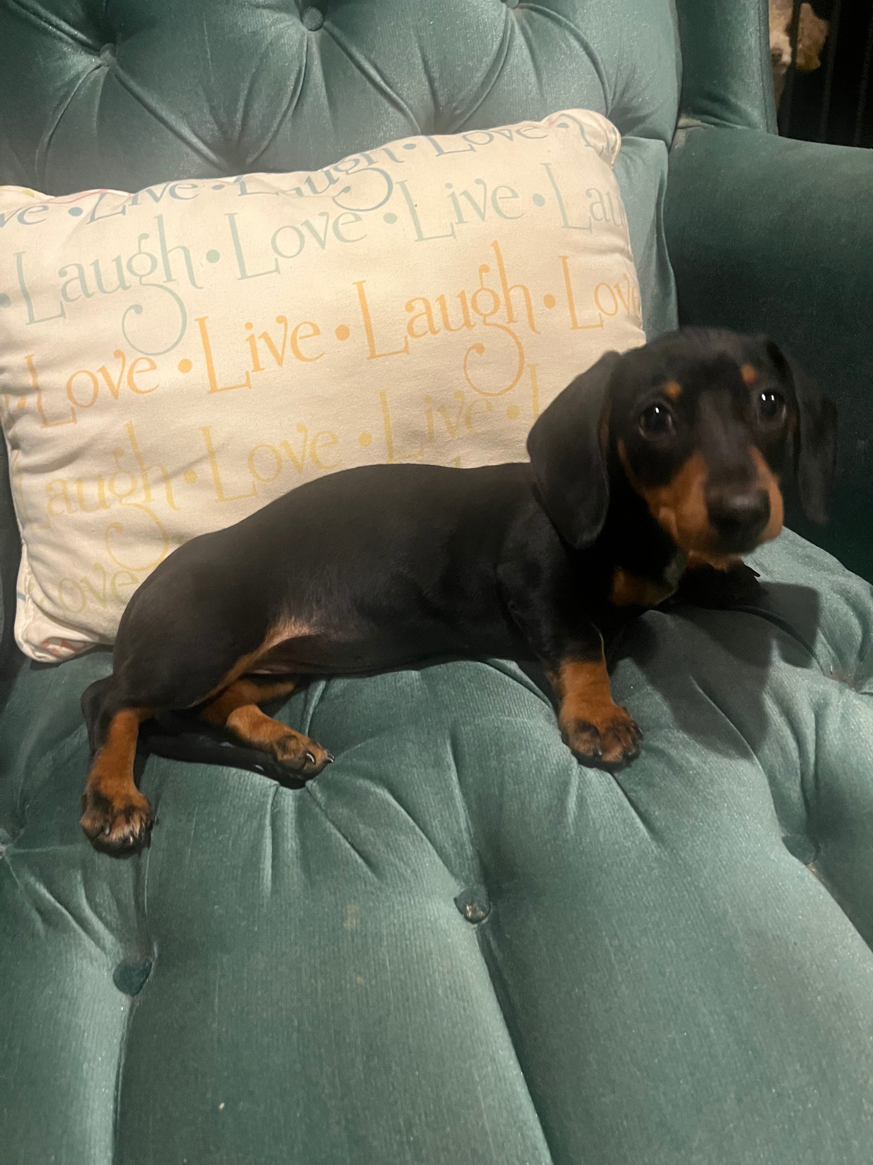 Piper – Miniature Dachshund puppy for sale in Charlotte, NC