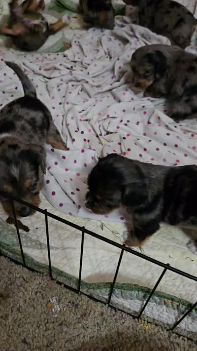Dapple chiweenie Female 2, a female Chiweenie for sale in Crestline, CA – 2 of 5