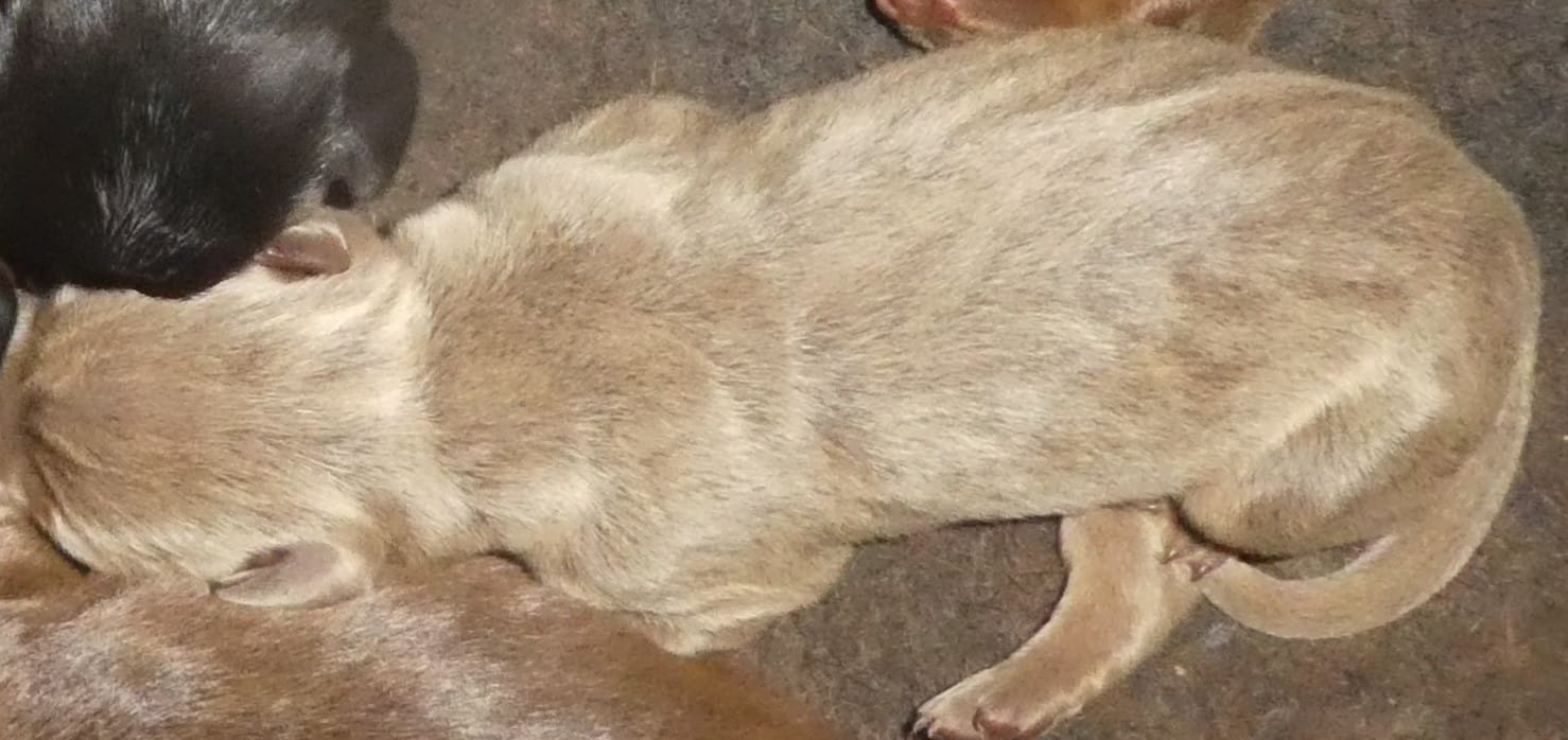 CREMELLO(WHITE)W/BLUE EYES,AKC – Doberman Pinscher puppy for sale in Temecula, CA