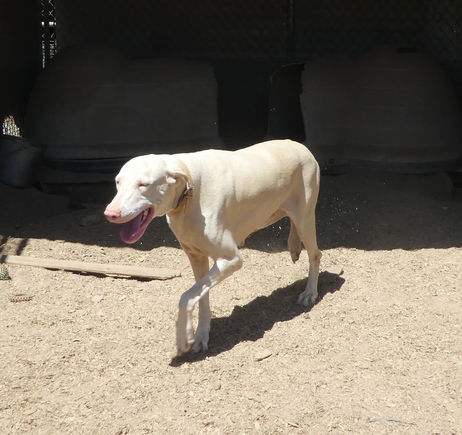 Susie, AKC – Doberman Pinscher puppy for sale in Temecula, CA