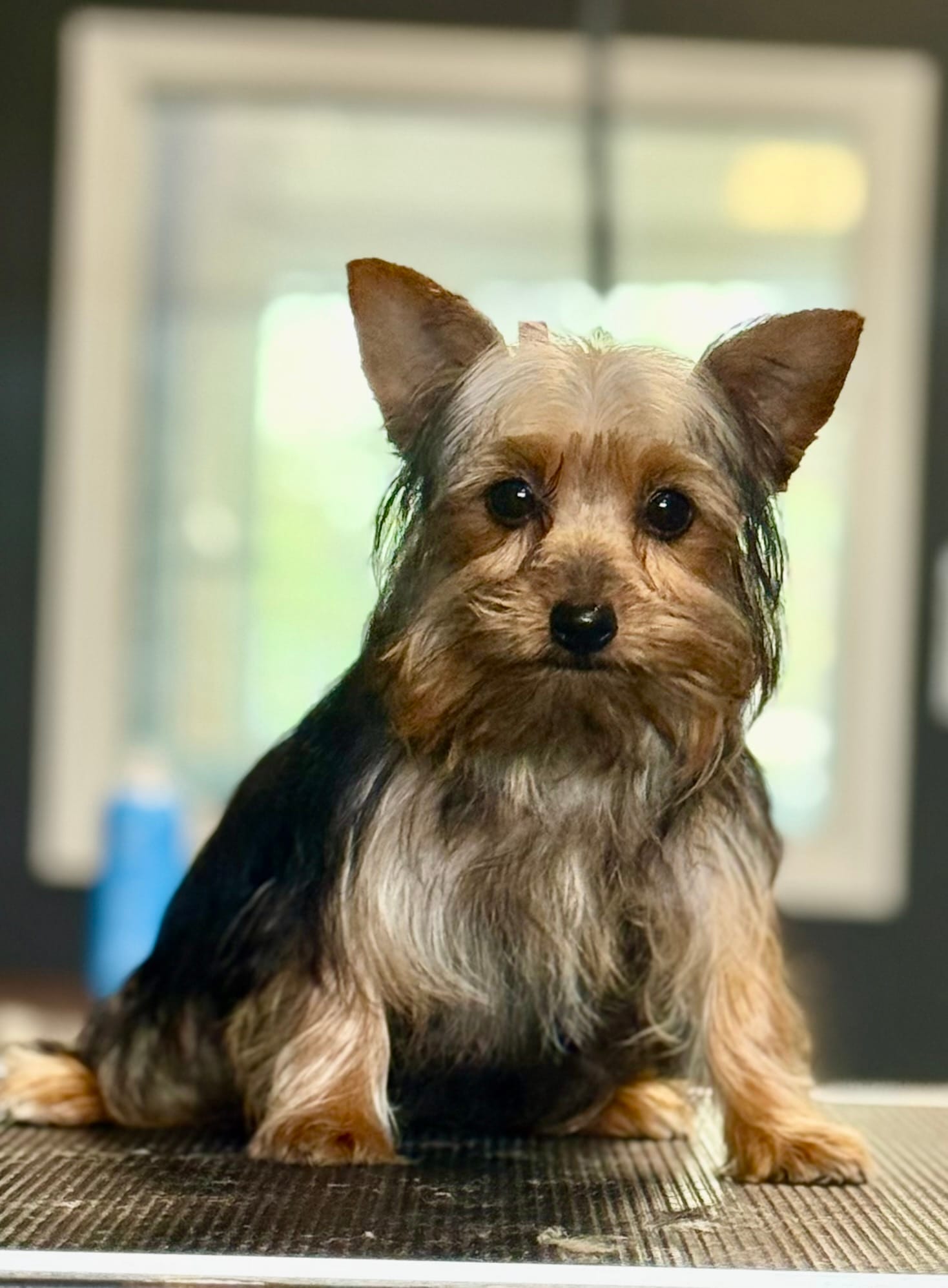 Freddy – Yorkshire Terrier puppy for sale in St. Louis, MO
