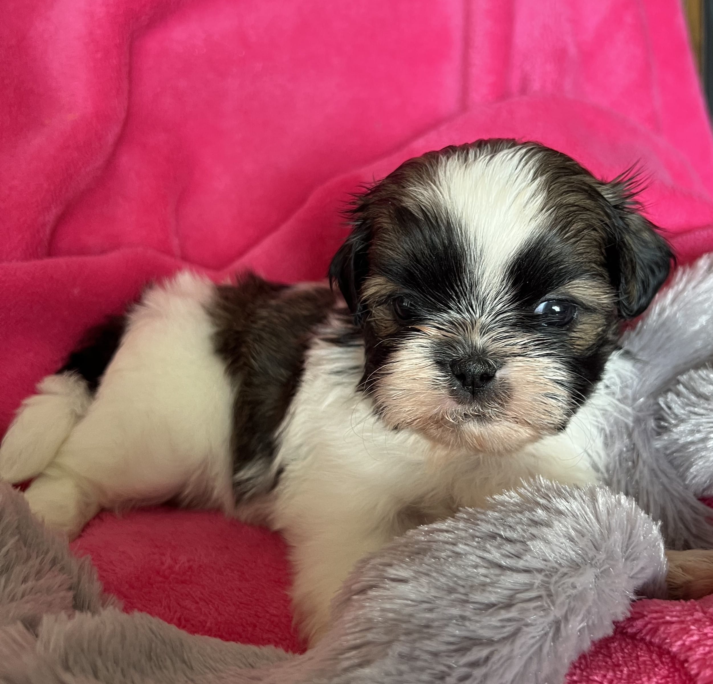 Clara – Shih Tzu puppy for sale in Canon City, CO