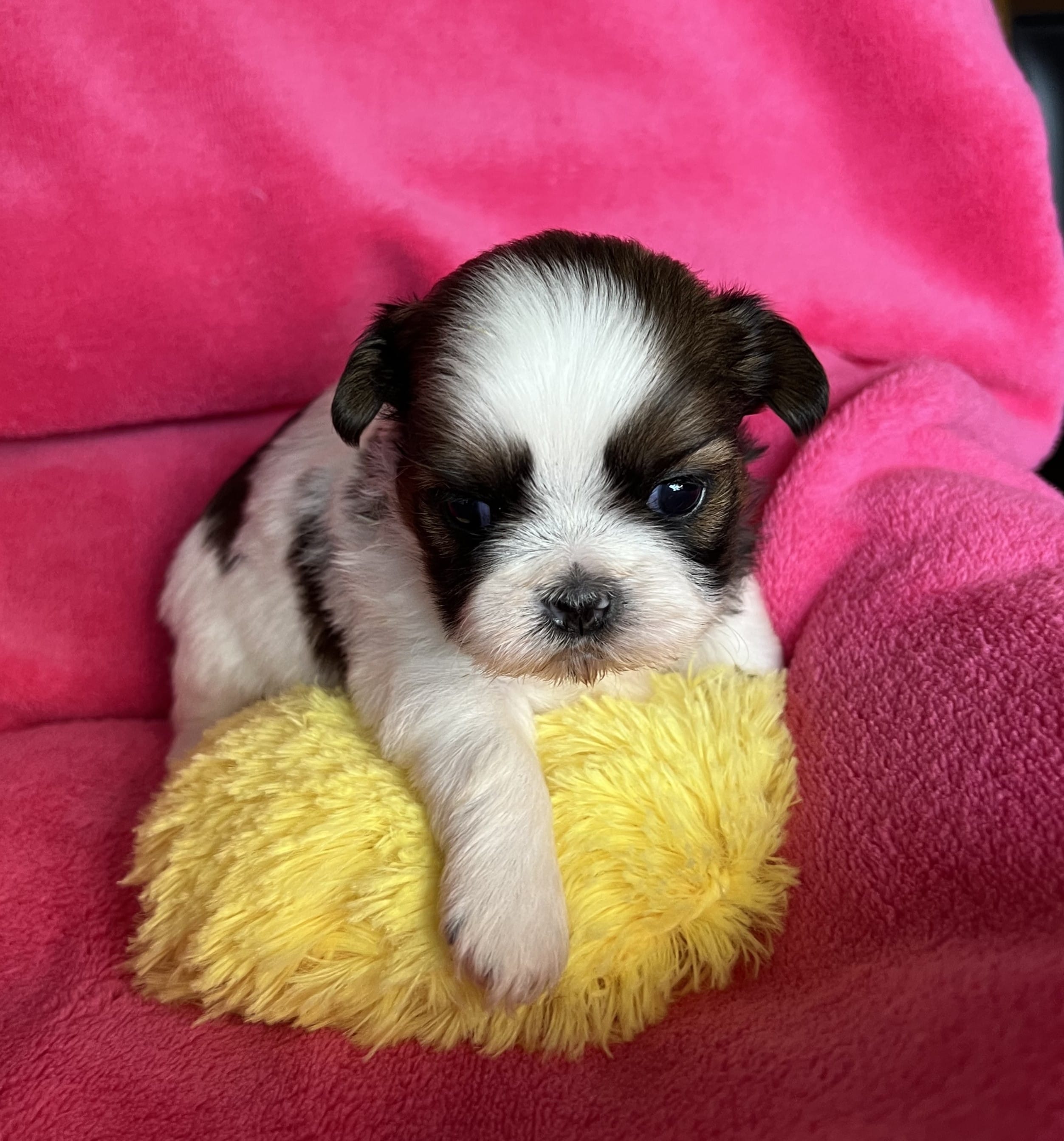 Rita – Shih Tzu puppy for sale in Canon City, CO
