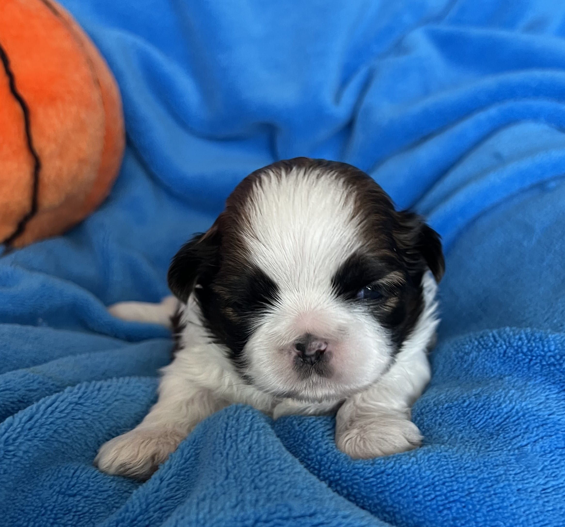 Buddy – Shih Tzu puppy for sale in Canon City, CO