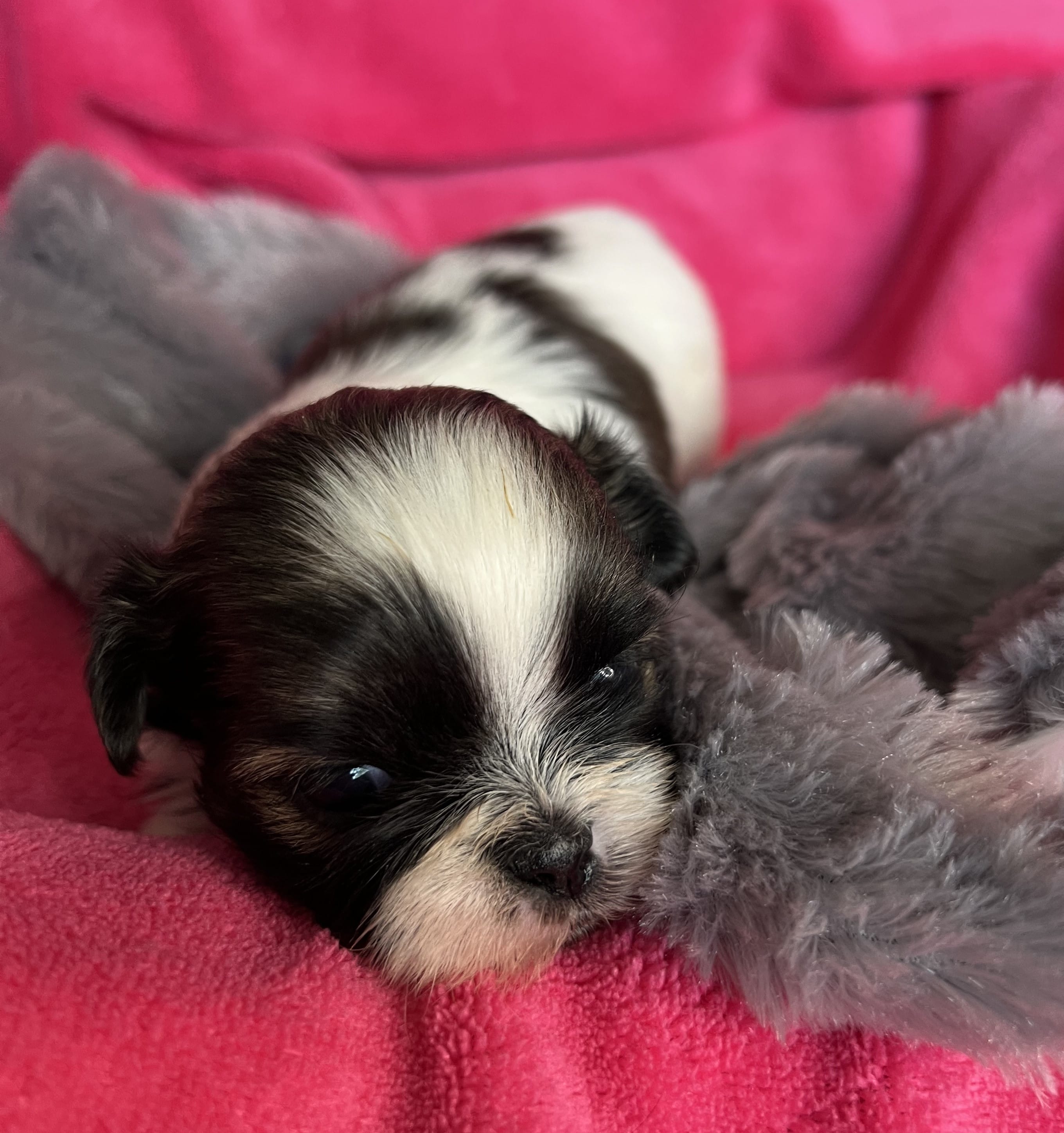 Clara – Shih Tzu puppy for sale in Canon City, CO