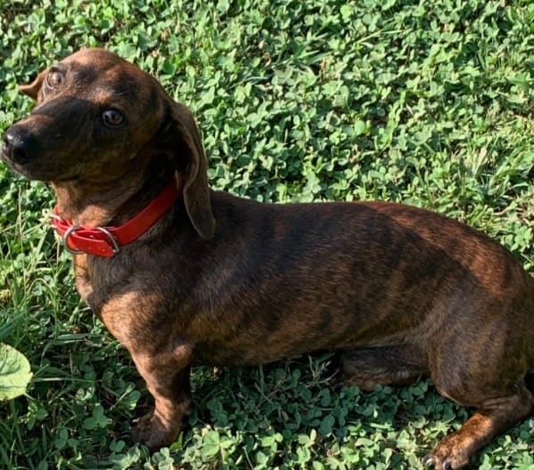 Stripes brindle male – Miniature Dachshund puppy for sale in Bumpass, VA