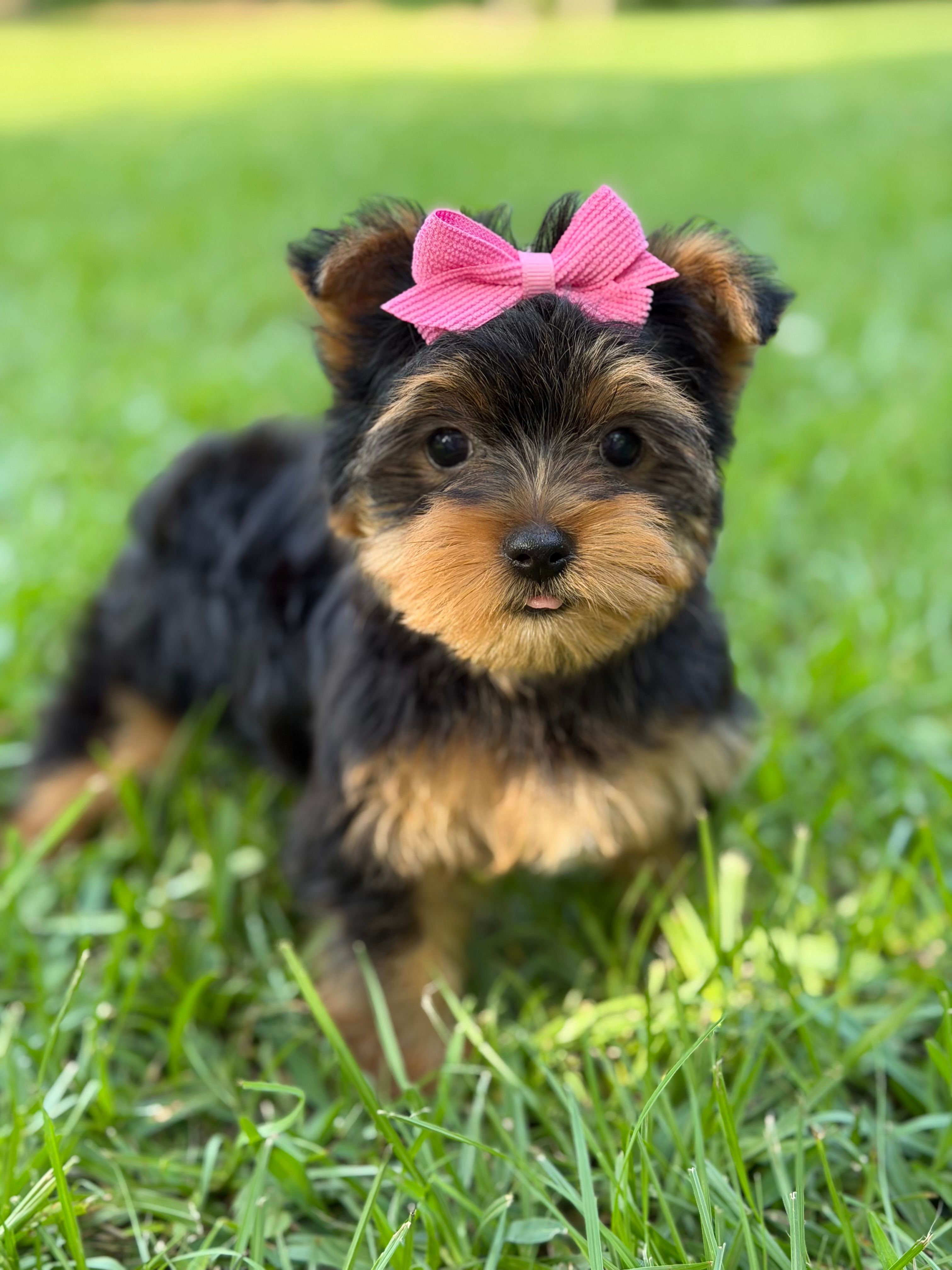 Trinity – Yorkshire Terrier puppy for sale in Hardin, TX