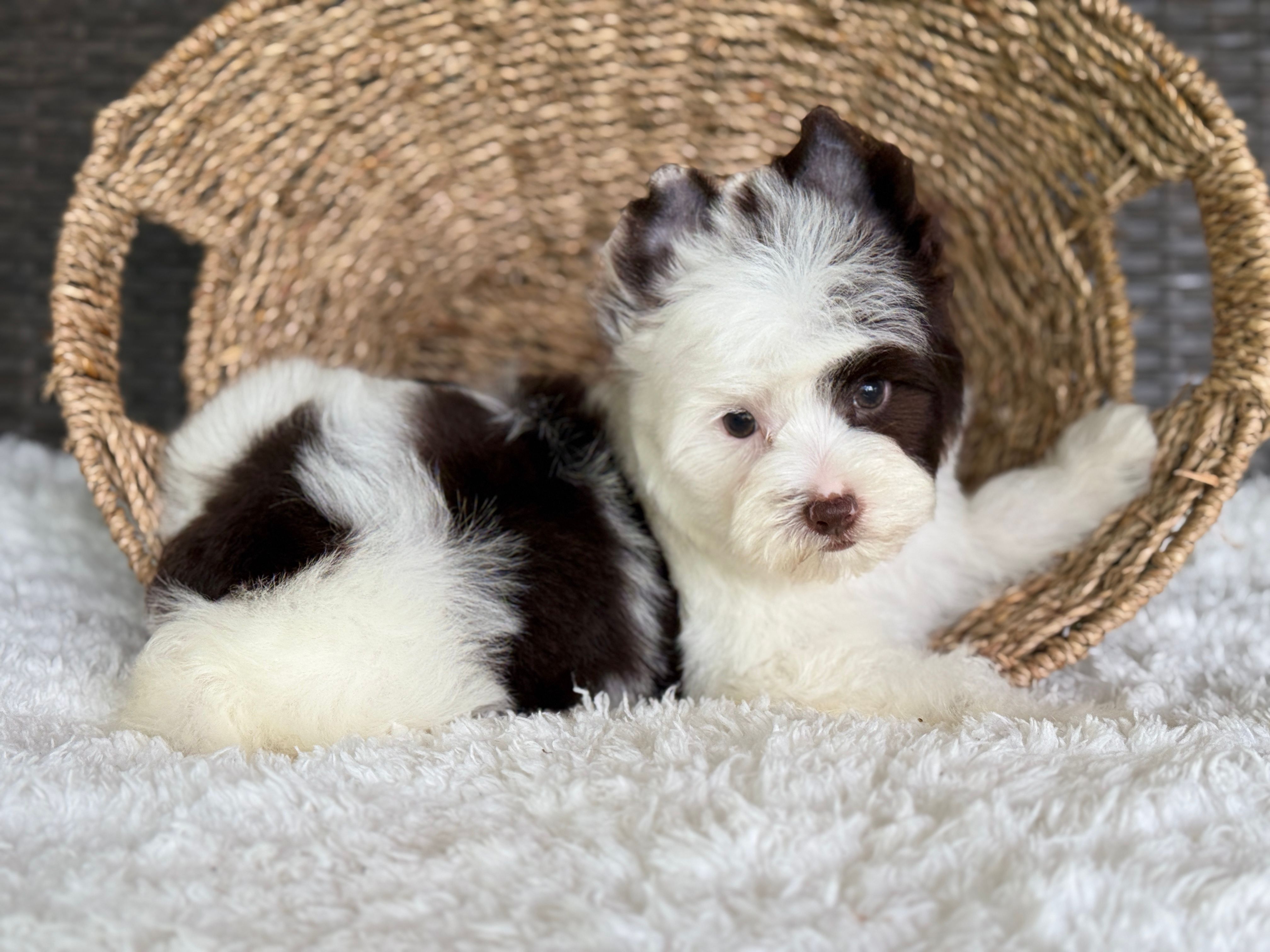 Splash – Yorkshire Terrier puppy for sale in Hardin, TX