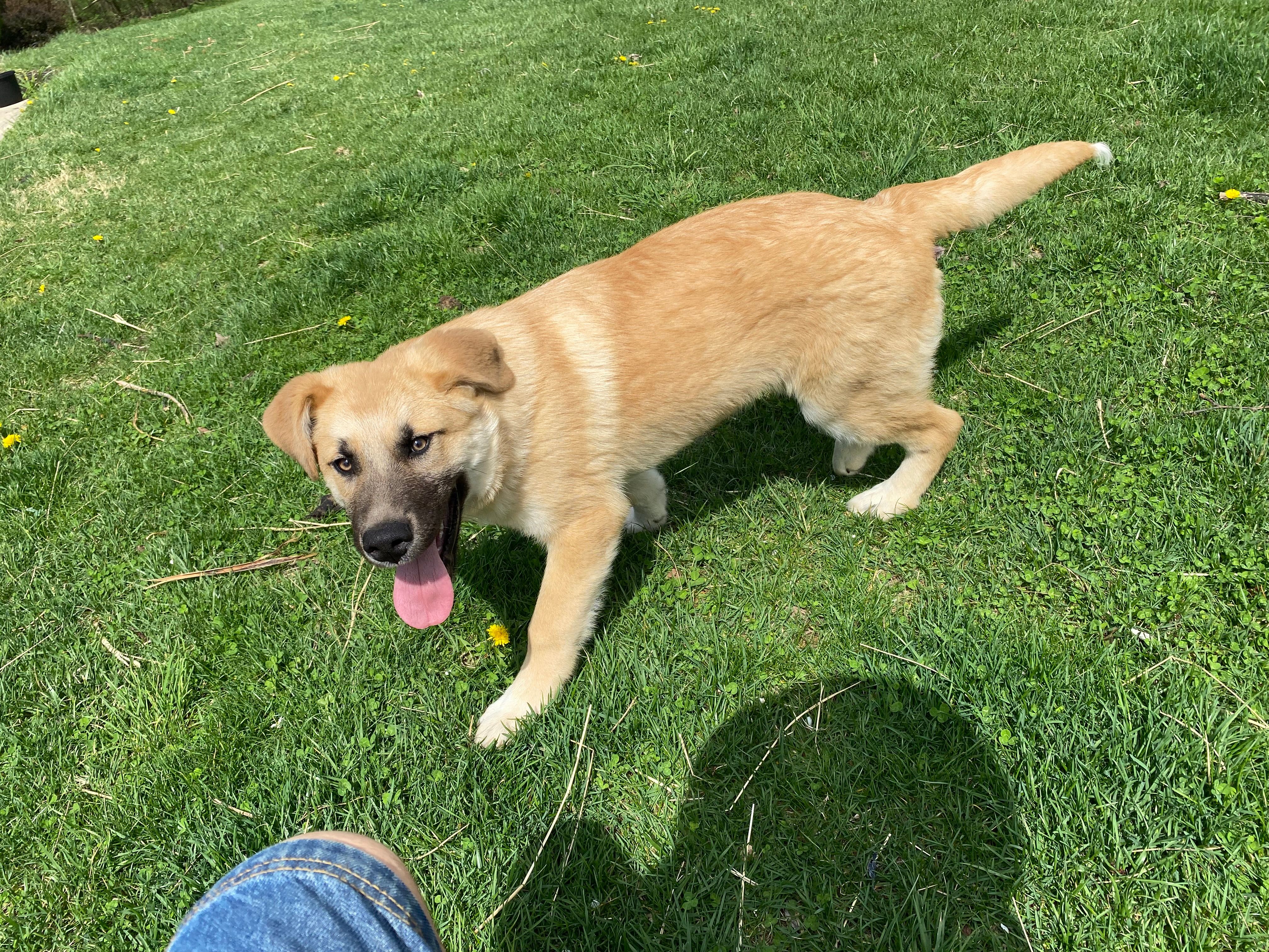 Kyrie – German Shepherd Dog, Great Pyrenees puppy for sale in Wilmington, OH