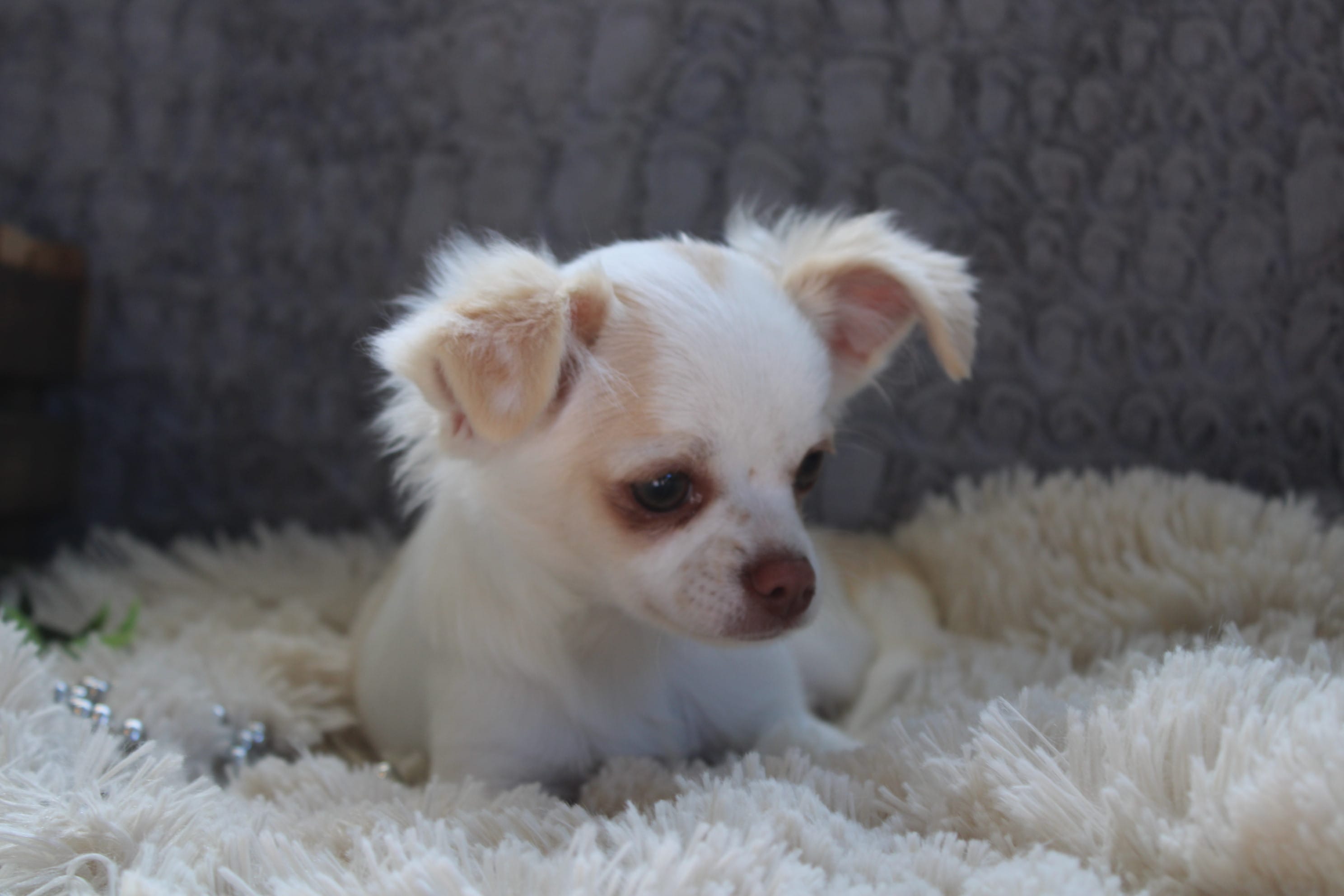*AKC* LC  Creamy – Chihuahua puppy for sale in Arbela, MO
