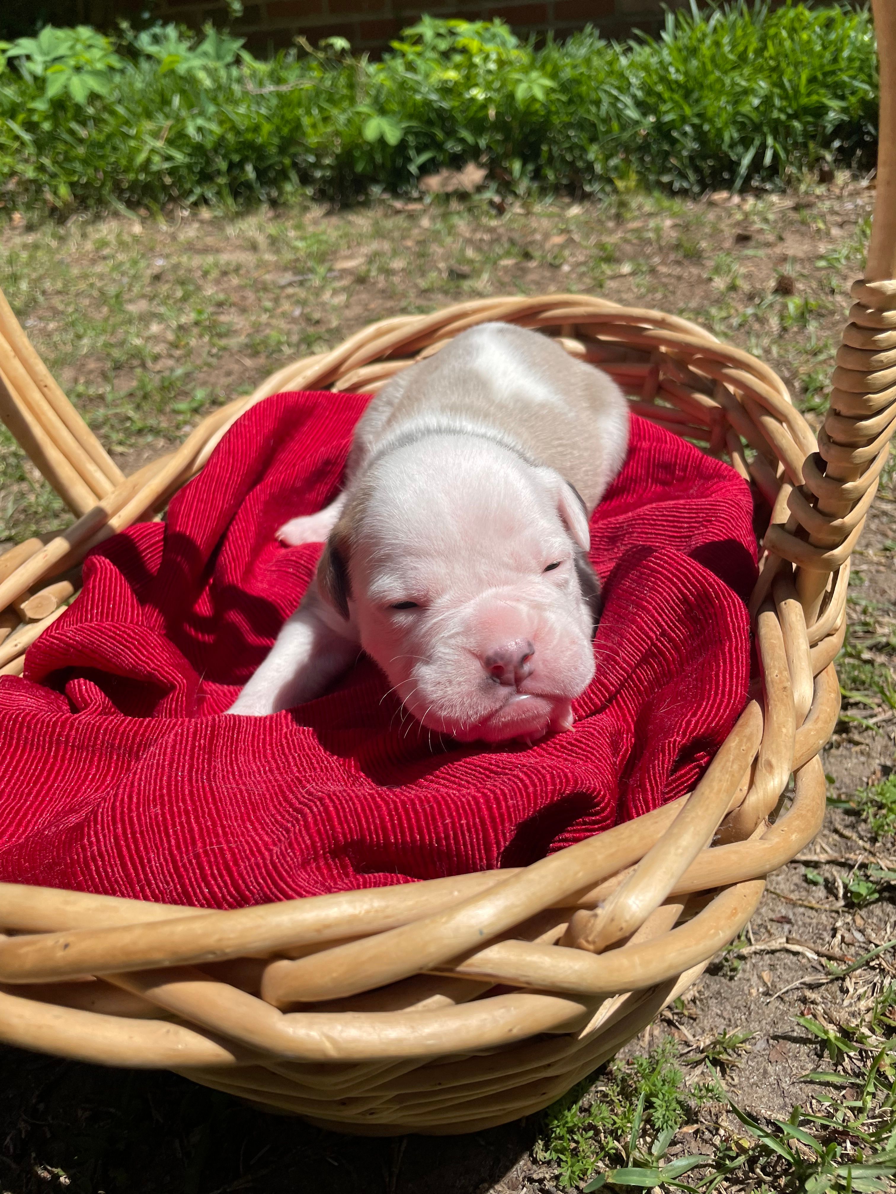 Olive – English Bulldog puppy for sale in Wetumpka, AL