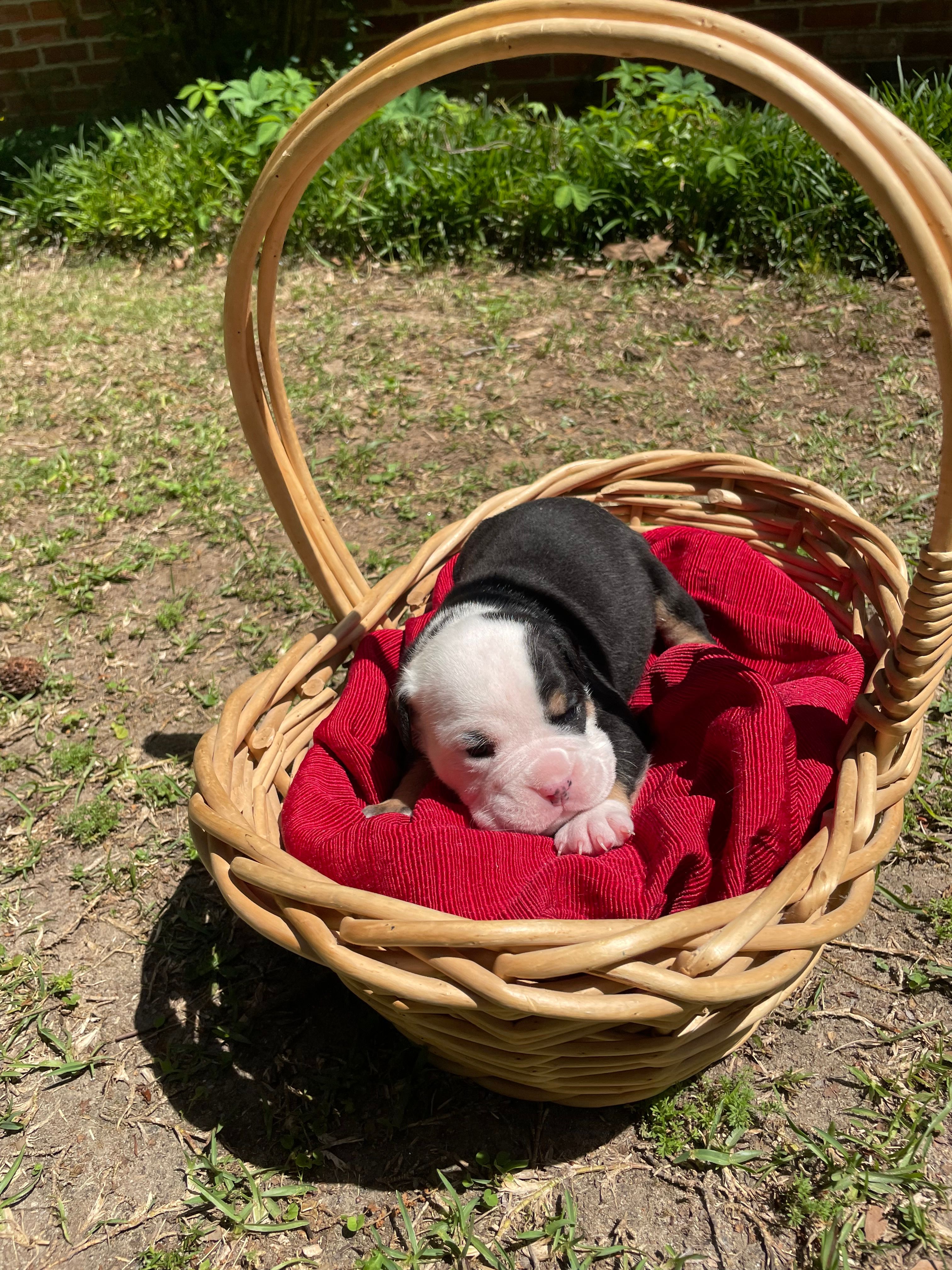 Pickles – English Bulldog puppy for sale in Wetumpka, AL