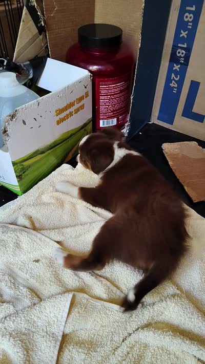 Charlie 😋 Superb Black Tricolor Male , a male Toy Australian Shepherd for sale in Carrollton, TX – 4 of 6